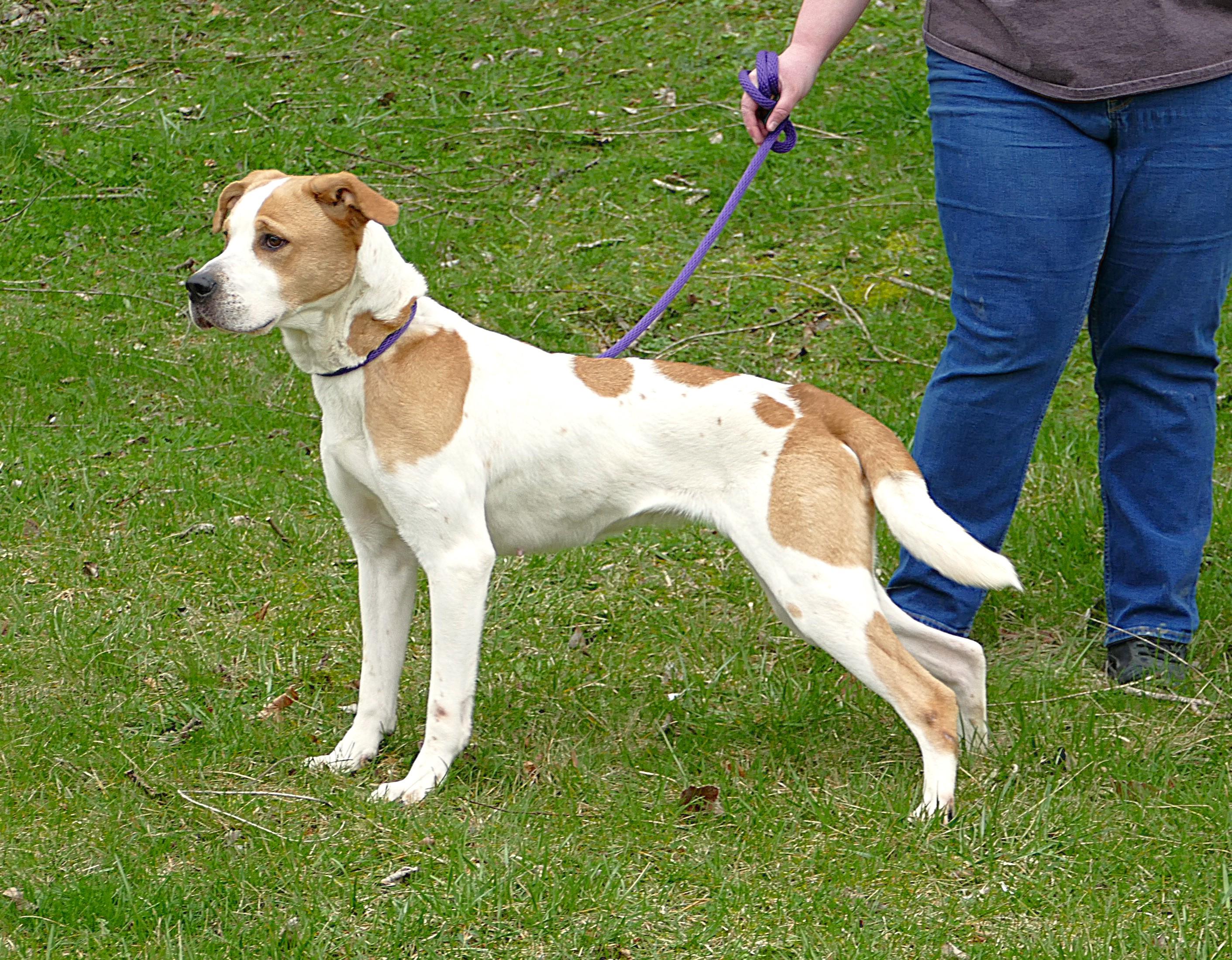 Enlarge DIXIE, an adopted mixed breed in Beechbottom, WV image 2/4