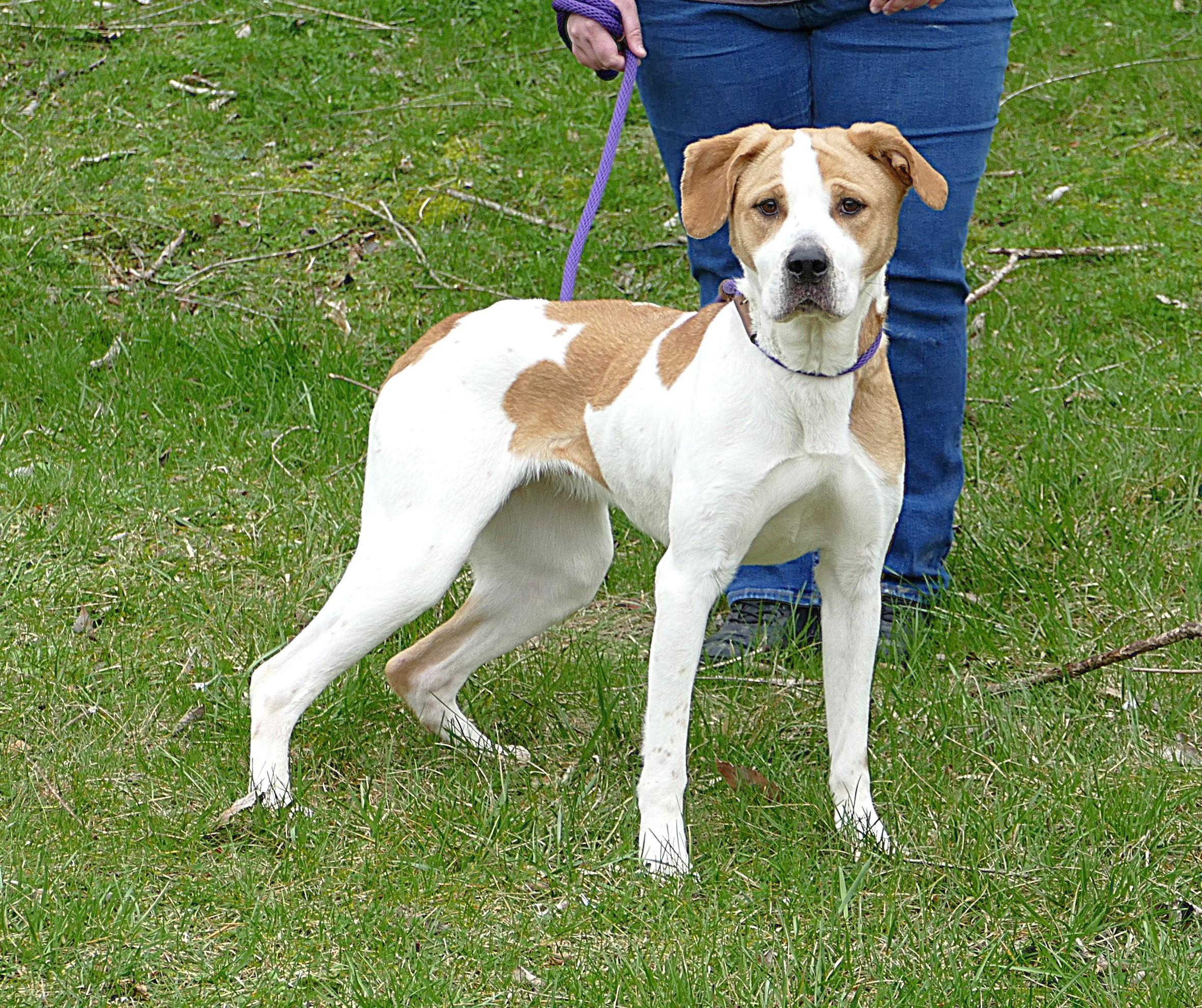 Enlarge DIXIE, an adopted mixed breed in Beechbottom, WV image 1/4