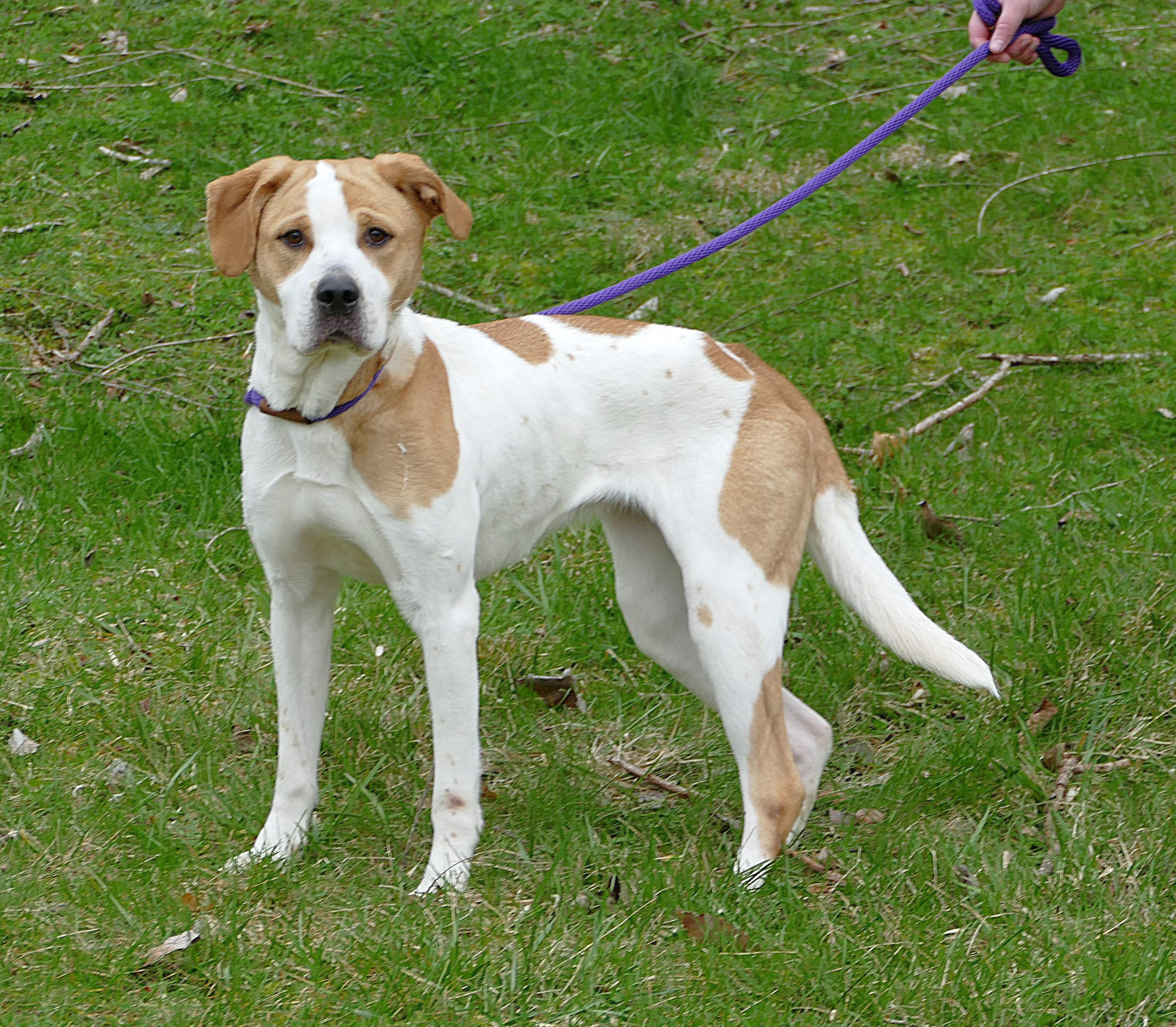 Enlarge DIXIE, an adopted mixed breed in Beechbottom, WV image 4/4