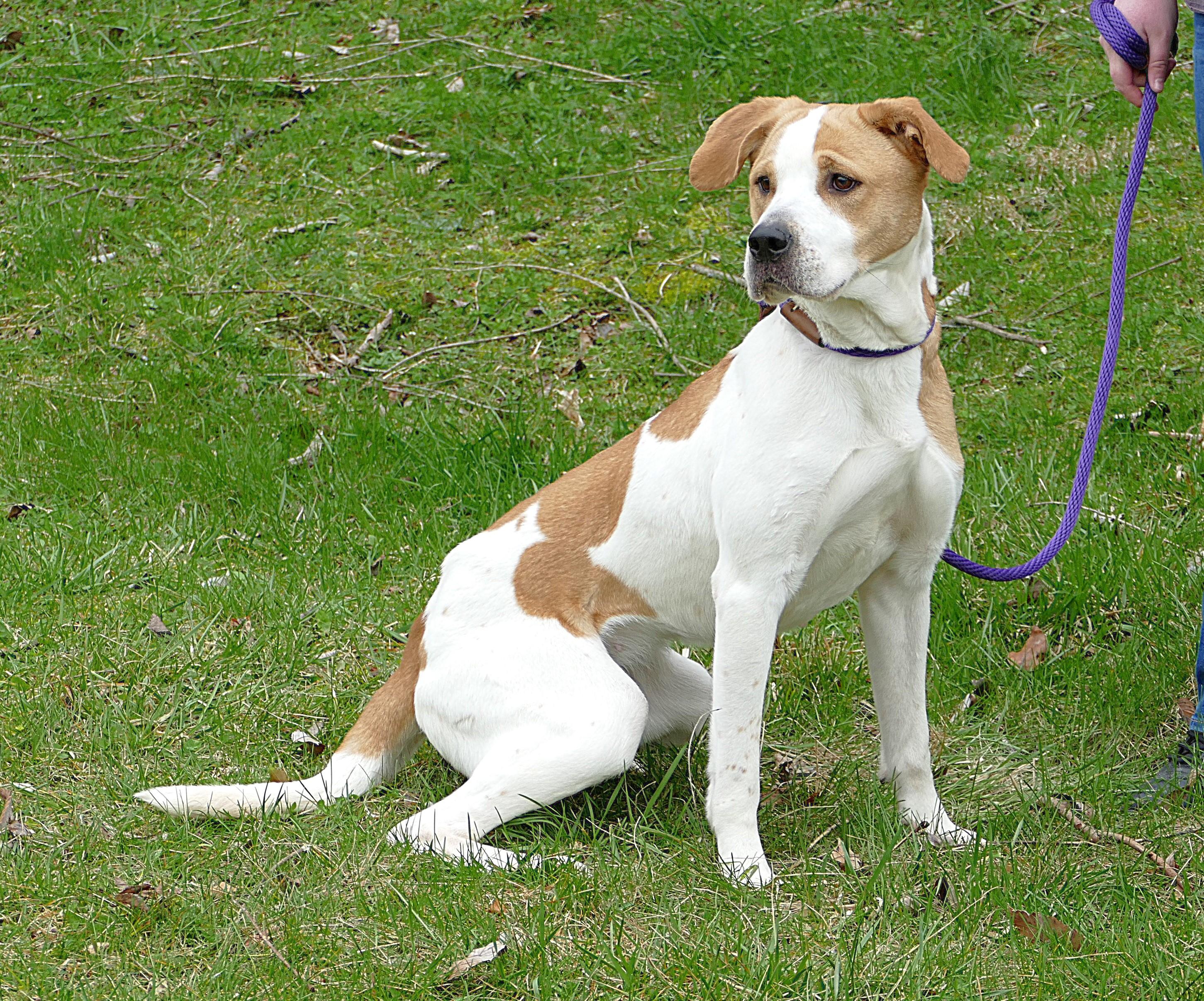 Enlarge DIXIE, an adopted mixed breed in Beechbottom, WV image 3/4