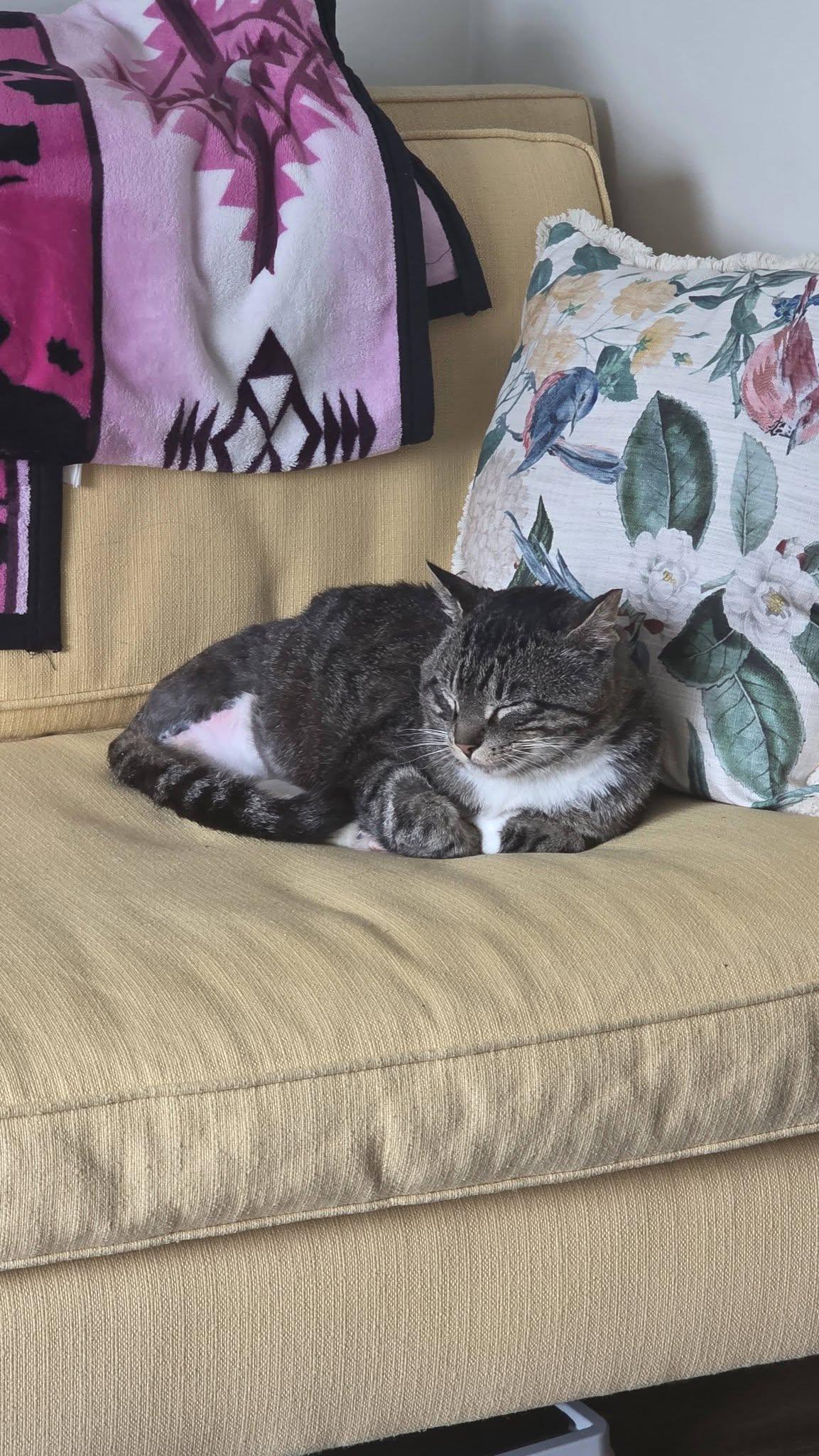 Enlarge Maverick, a ADOPTABLE Tabby in Great Falls, MT image 3/3