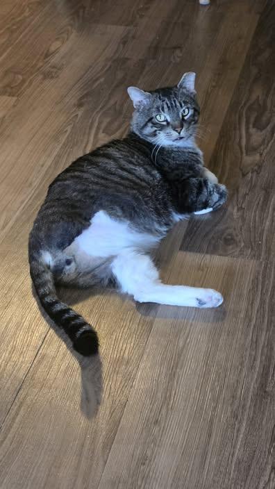 Enlarge Maverick, a ADOPTABLE Tabby in Great Falls, MT image 1/3