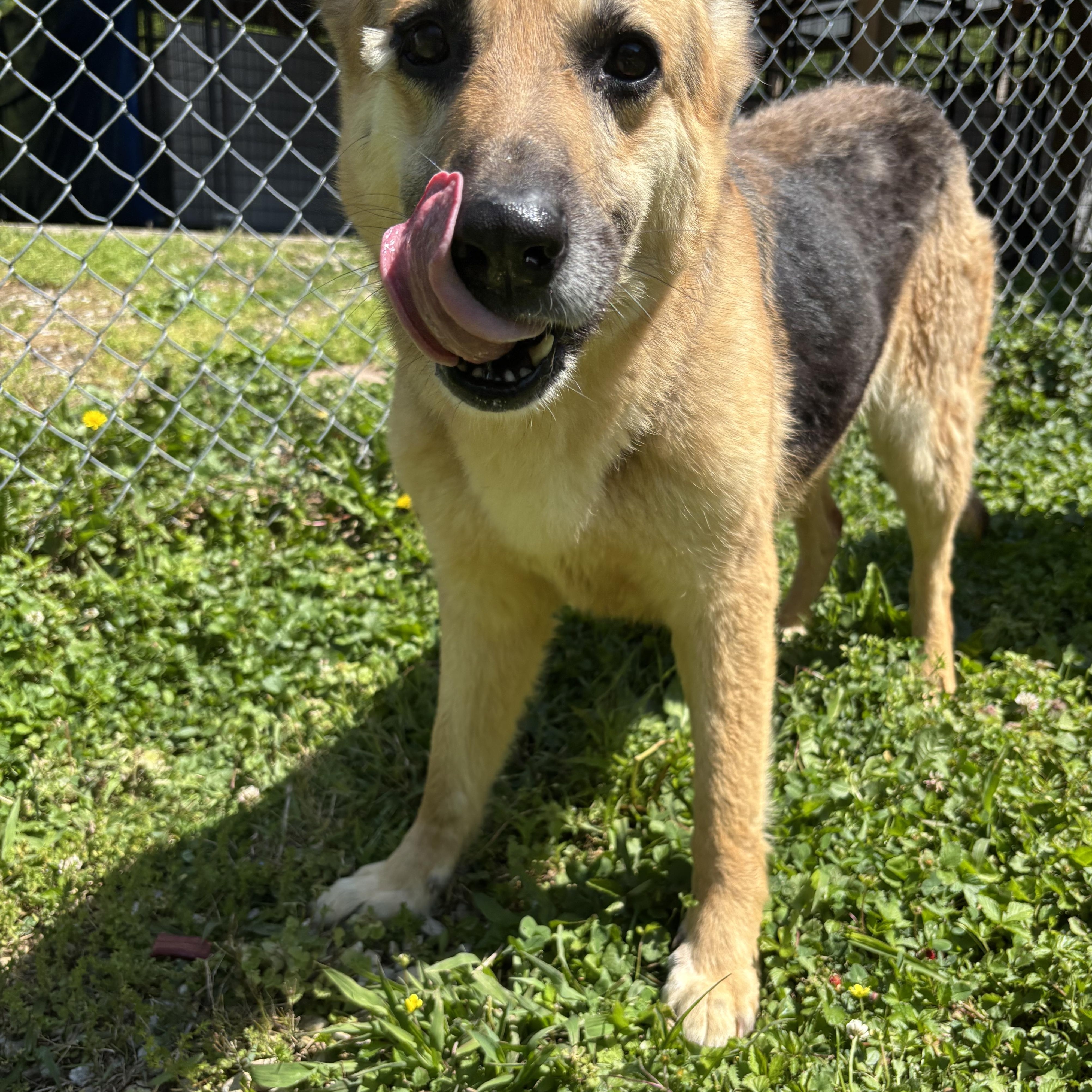 Enlarge Meadow, an adopted mixed breed in Circleville, OH image 3/3