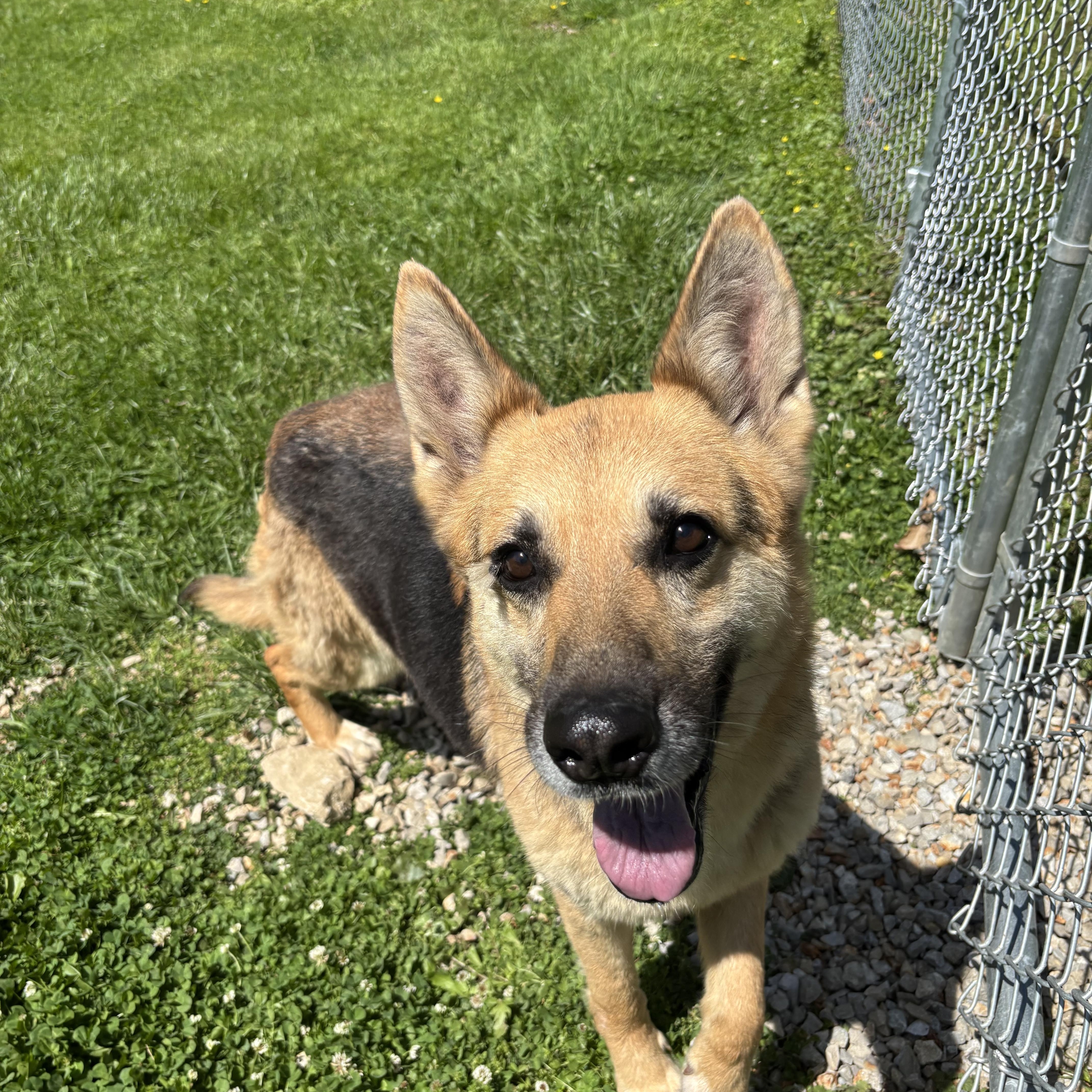 Meadow, adopted, Adult Female German Shepherd Dog.