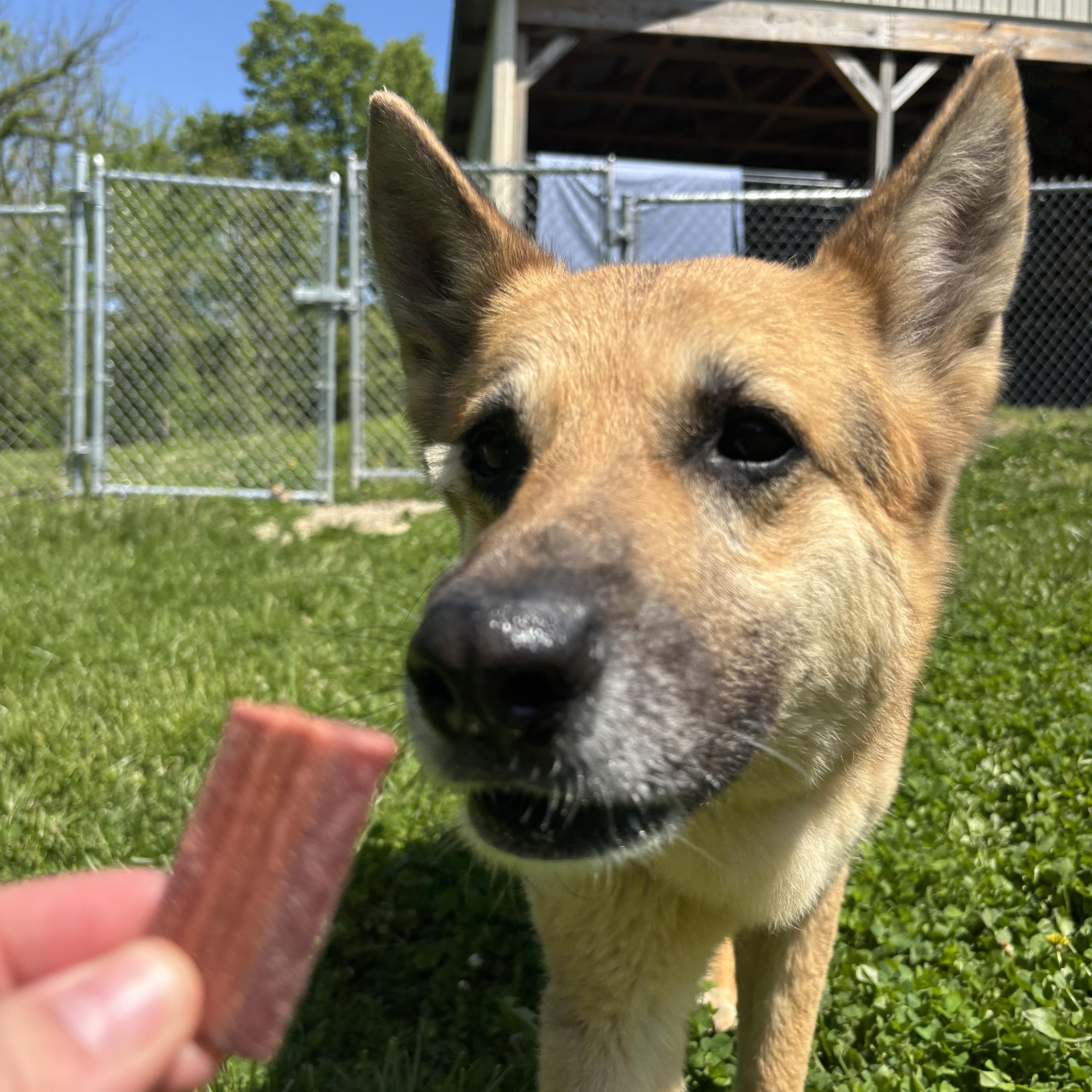 Enlarge Meadow, an adopted mixed breed in Circleville, OH image 2/3