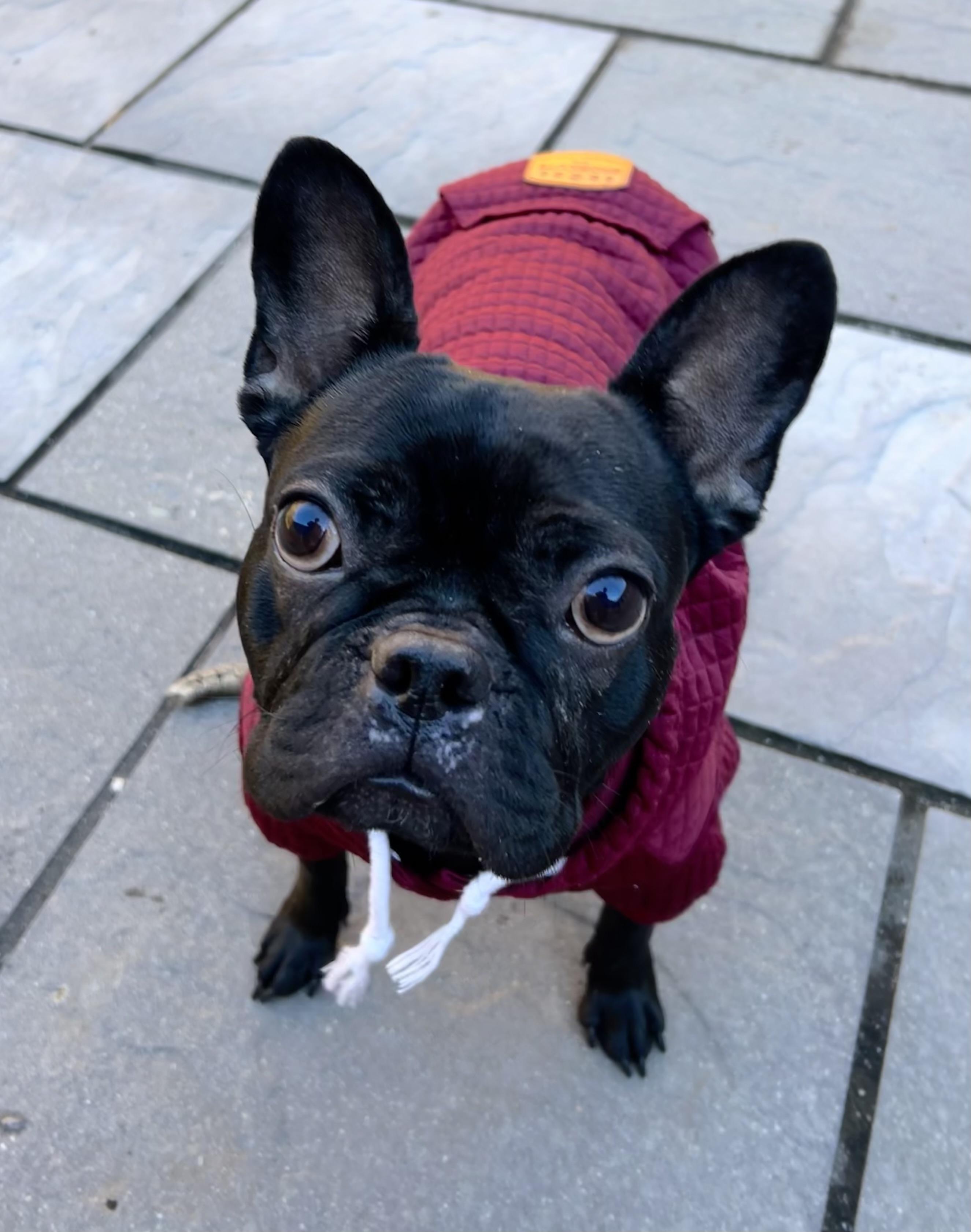 Hollis, Adoptable, Adult Female French Bulldog.