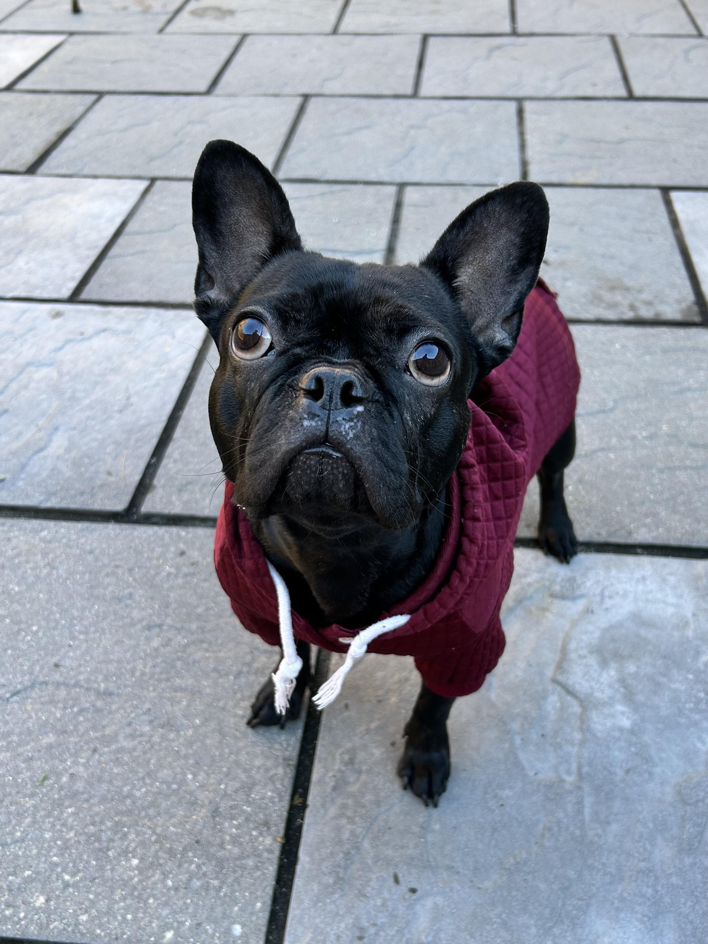 Enlarge Hollis, a Adoptable mixed breed in Colebrook, CT image 2/4