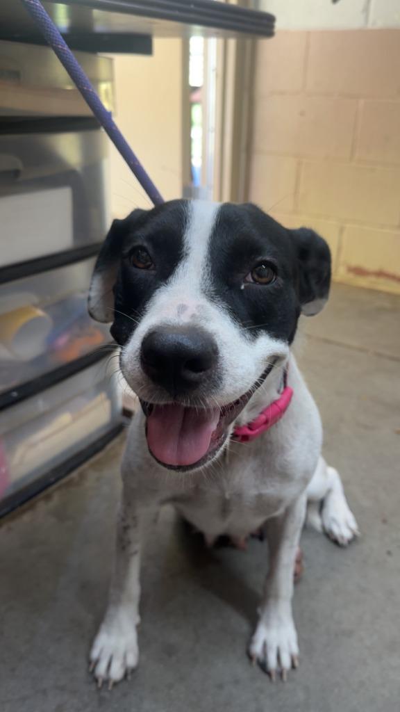 Enlarge Lacy, a Adoptable Pit Bull Terrier in Swainsboro, GA image 1/1