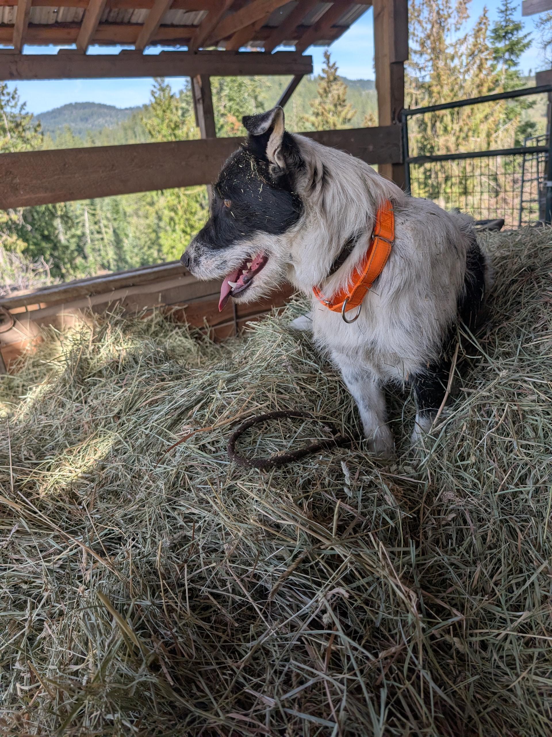 Enlarge Petey, a ADOPTABLE mixed breed in COEUR D ALENE, ID image 6/6