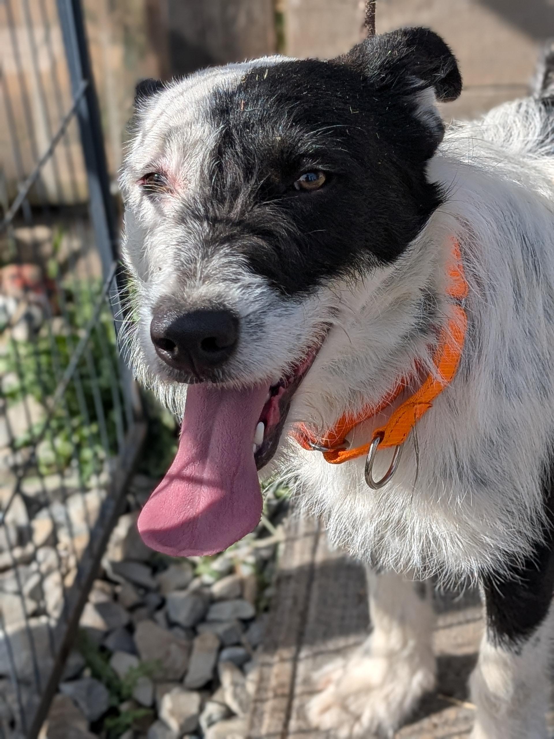 Enlarge Petey, a ADOPTABLE mixed breed in COEUR D ALENE, ID image 2/6