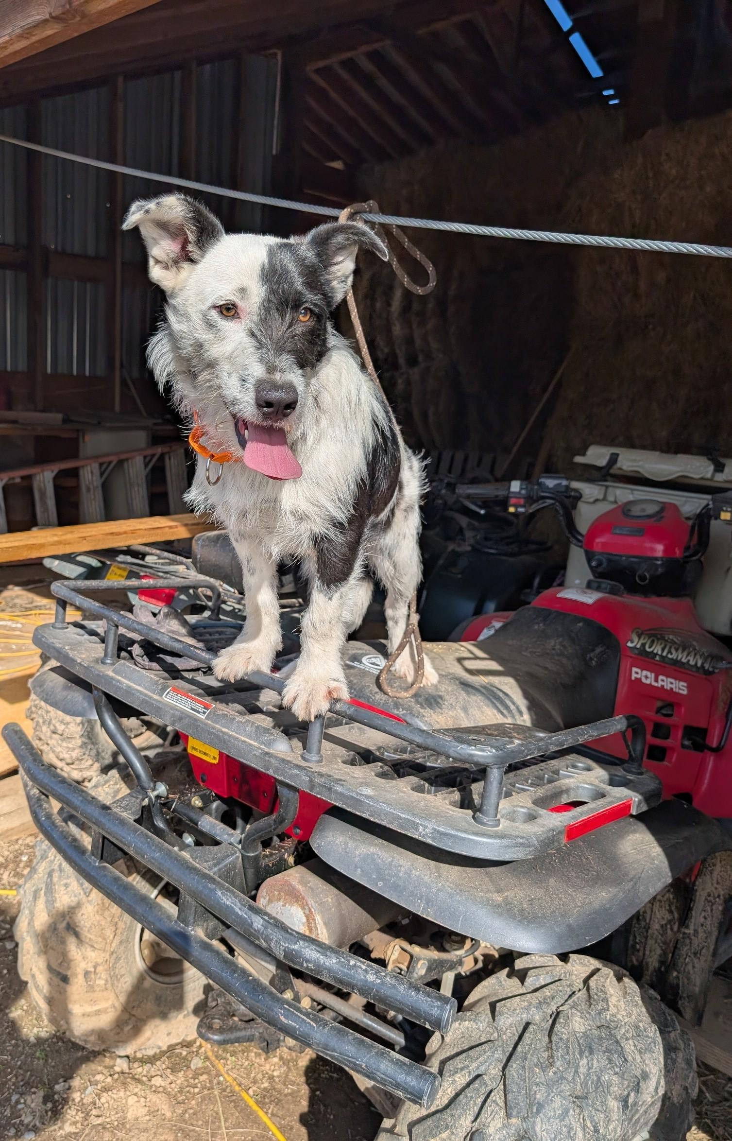 Enlarge Petey, a ADOPTABLE mixed breed in COEUR D ALENE, ID image 4/6