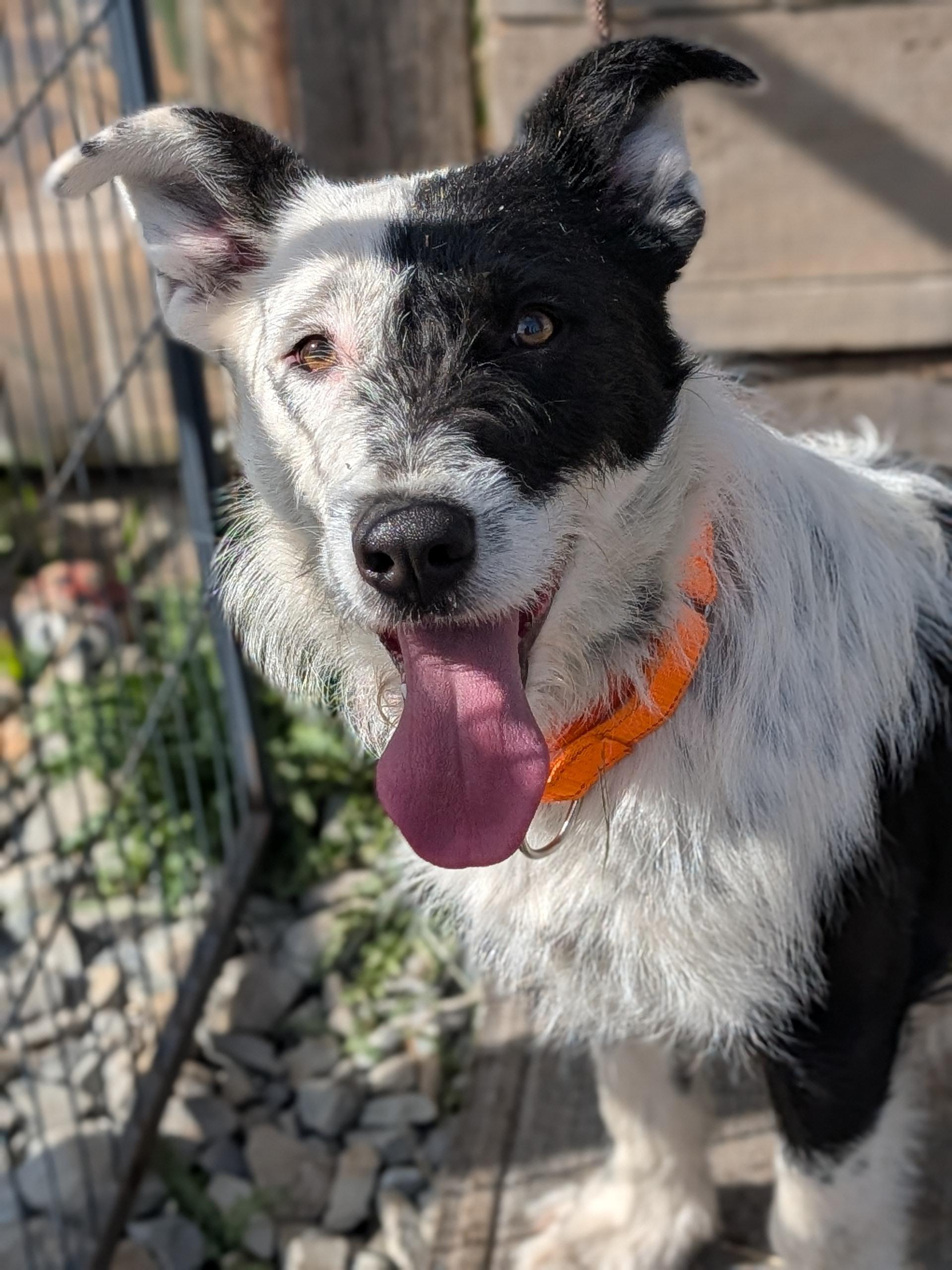 Enlarge Petey, a ADOPTABLE mixed breed in COEUR D ALENE, ID image 1/6