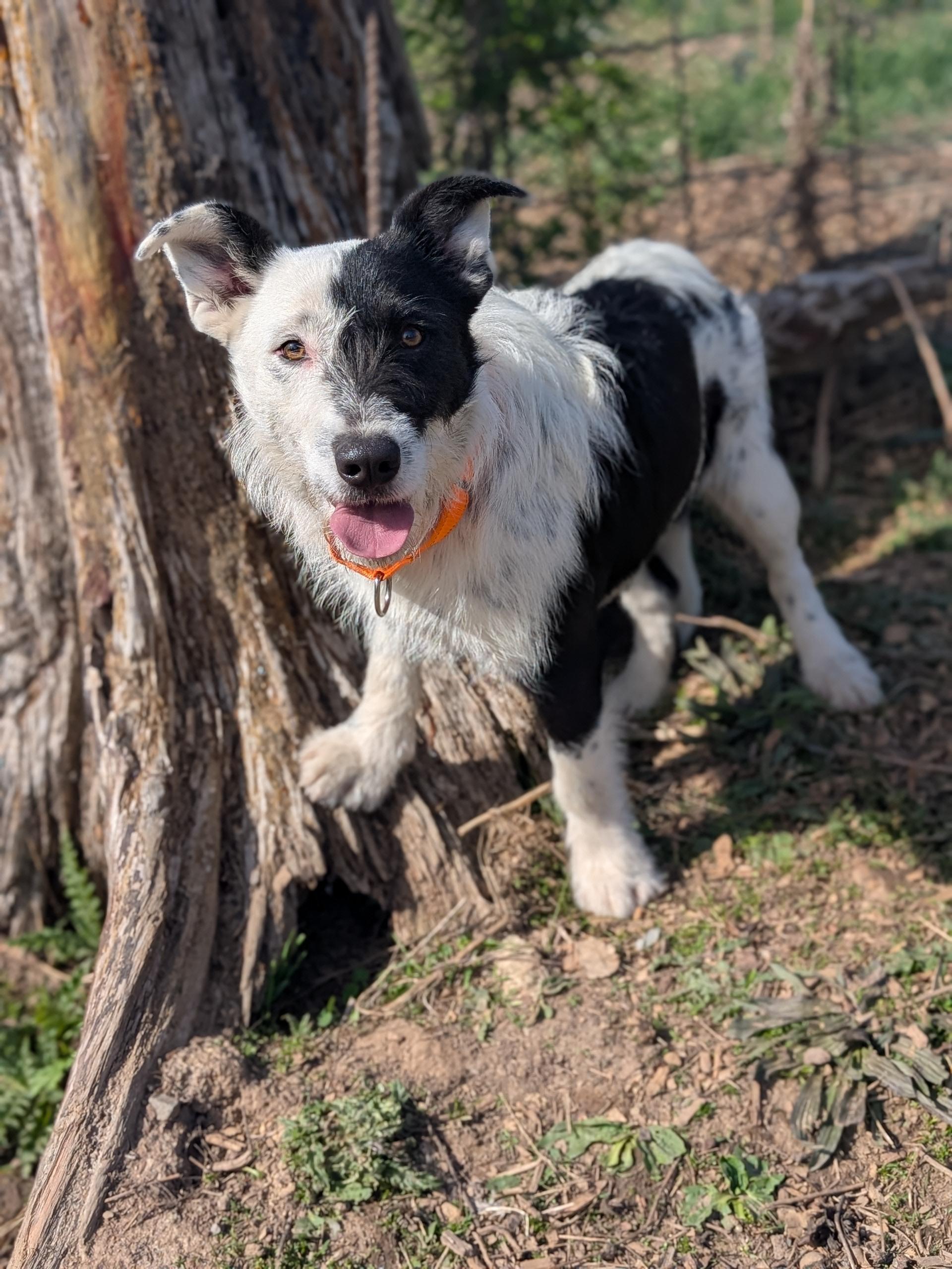 Enlarge Petey, a ADOPTABLE mixed breed in COEUR D ALENE, ID image 3/6
