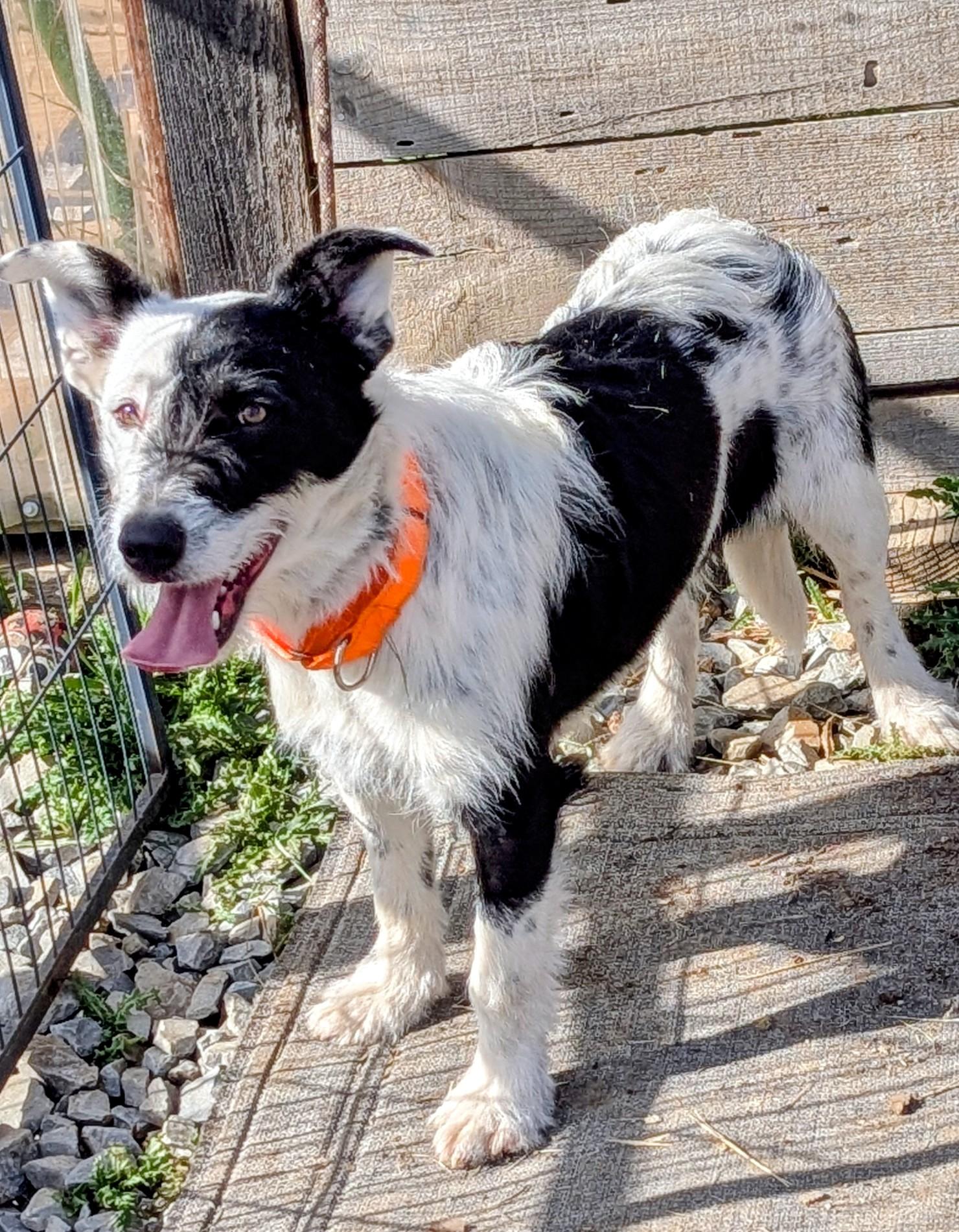 Enlarge Petey, a ADOPTABLE mixed breed in COEUR D ALENE, ID image 5/6