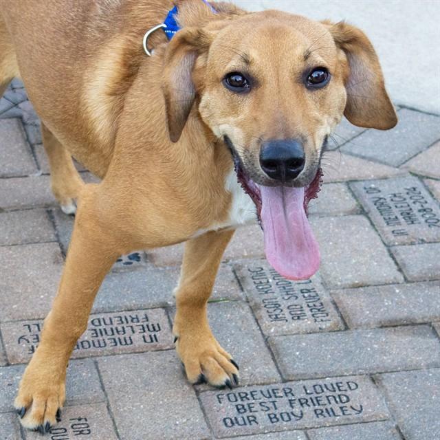 Enlarge ROBBIE, a Adoptable mixed breed in St. Louis, MO image 1/1