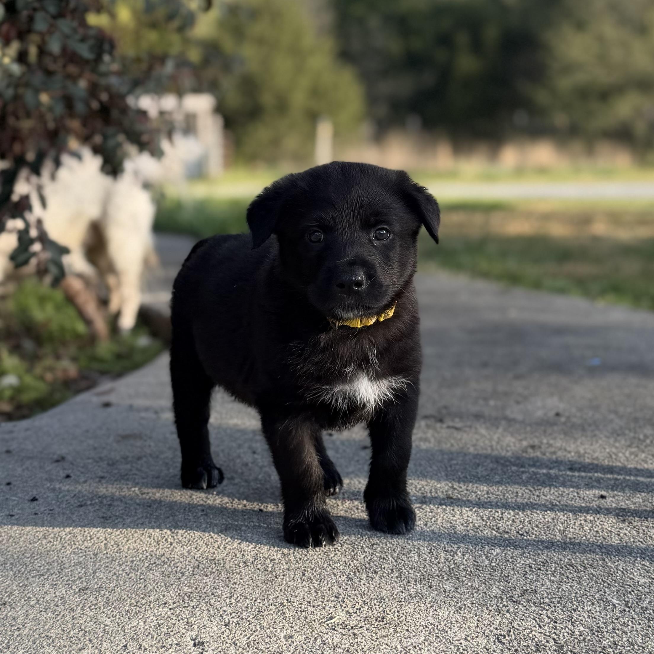 Sequoia, ADOPTABLE, Puppy Male German Shepherd Dog.