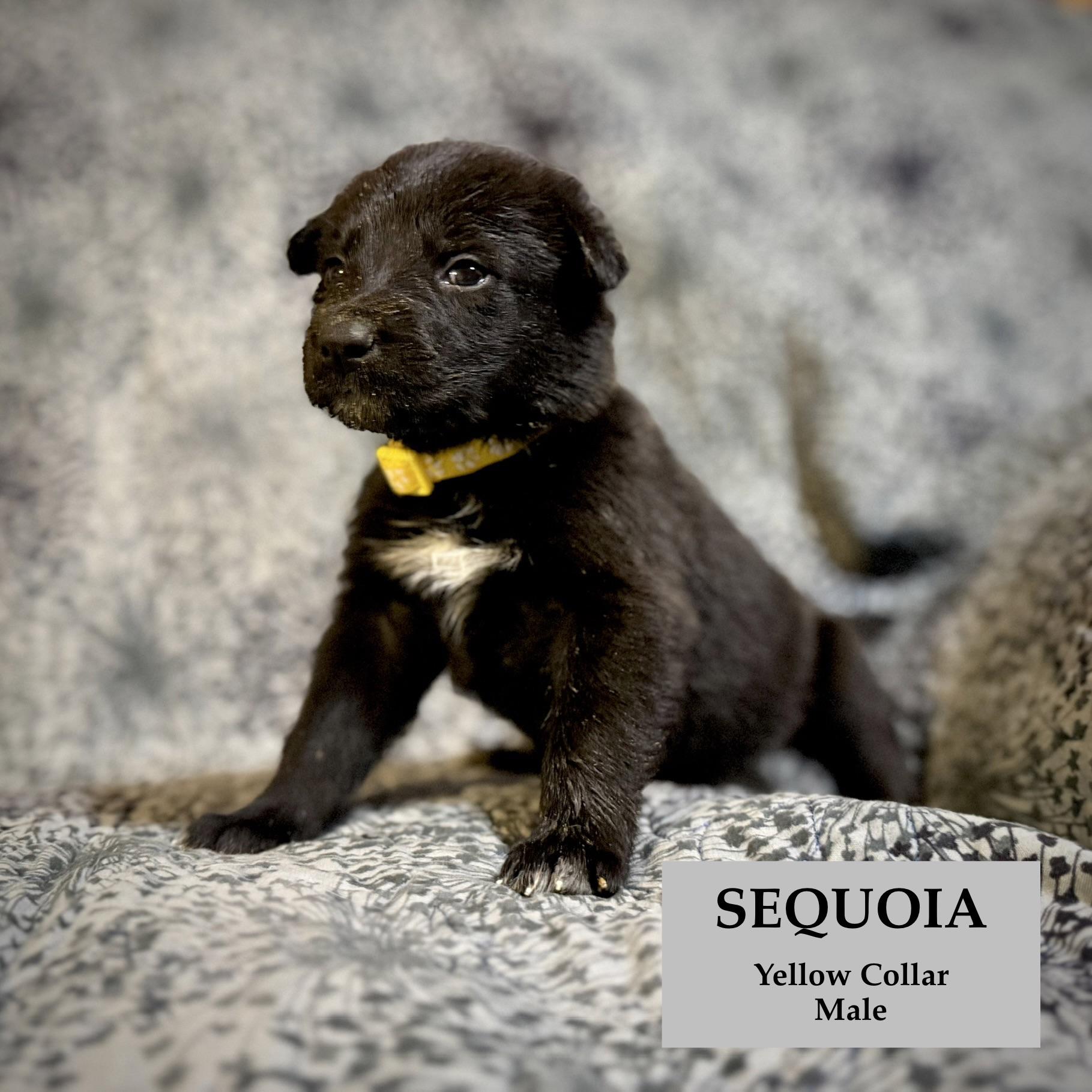 Enlarge Sequoia, a ADOPTABLE German Shepherd Dog in Rome, GA image 1/1