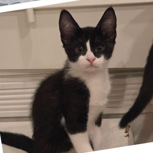 Boomer, Adoptable, Kitten Male Domestic Short Hair.