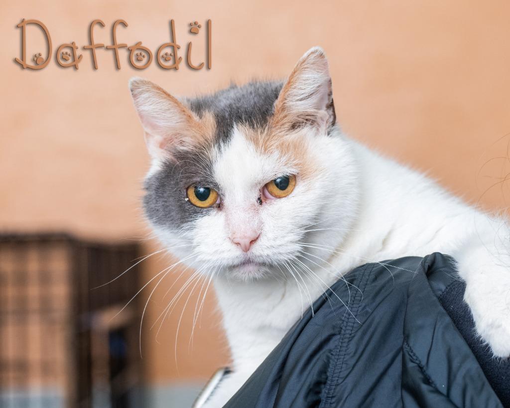 Enlarge Daffodil , a ADOPTABLE Domestic Short Hair in Somerset, PA image 1/1