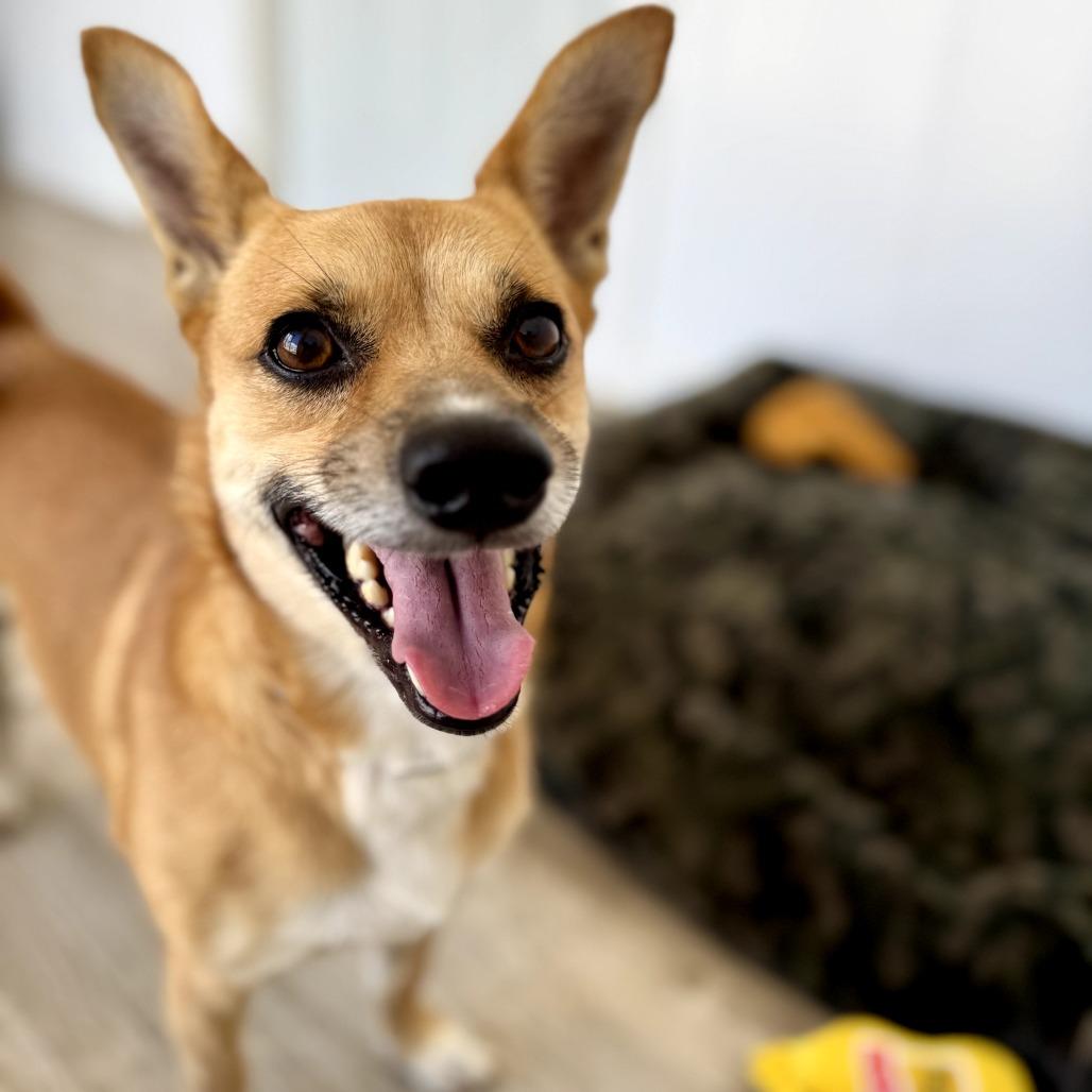 Enlarge Benny, a Adoptable mixed breed in Green Bay, WI image 3/6
