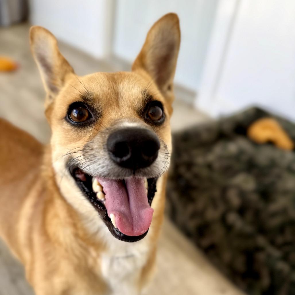 Enlarge Benny, a Adoptable mixed breed in Green Bay, WI image 4/6