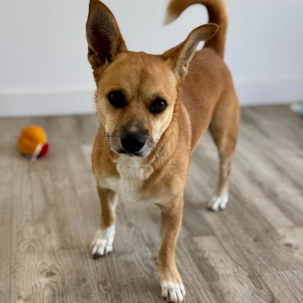Enlarge Benny, a Adoptable mixed breed in Green Bay, WI image 6/6