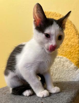 Enlarge Orion, a ADOPTABLE Domestic Short Hair in Battle Creek, MI image 2/2