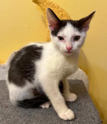 Enlarge Orion, a ADOPTABLE Domestic Short Hair in Battle Creek, MI image 1/2