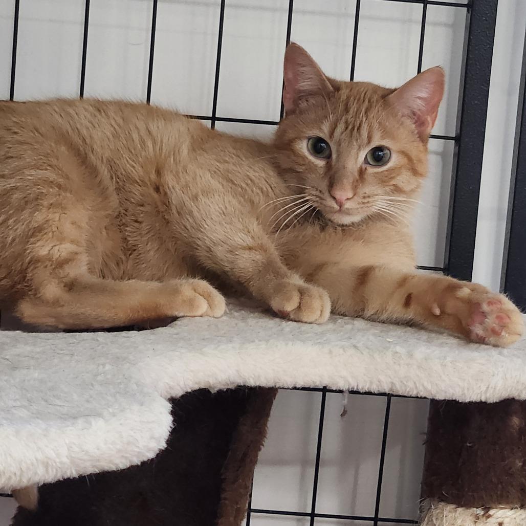 Enlarge John Deere, a Adoptable Domestic Short Hair in North Battleford, SK image 2/3