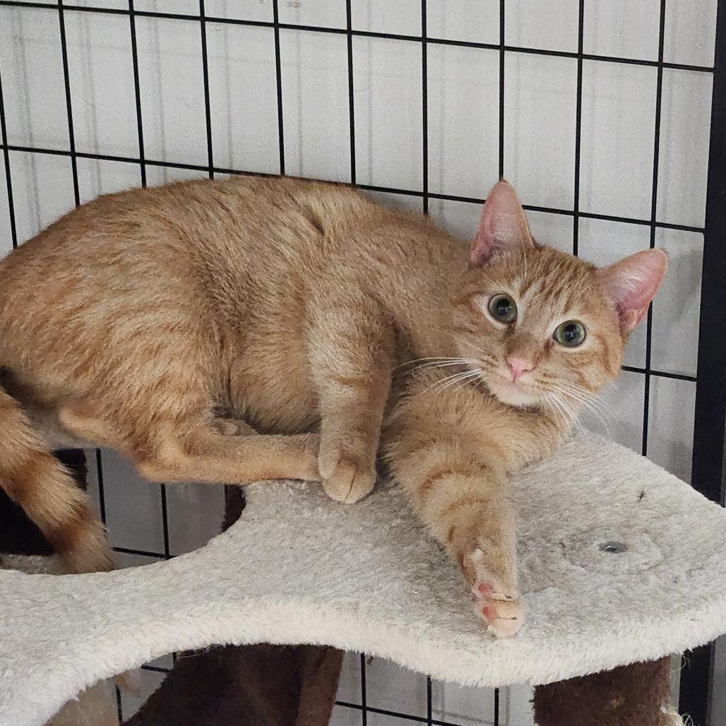 Enlarge John Deere, a Adoptable Domestic Short Hair in North Battleford, SK image 3/3