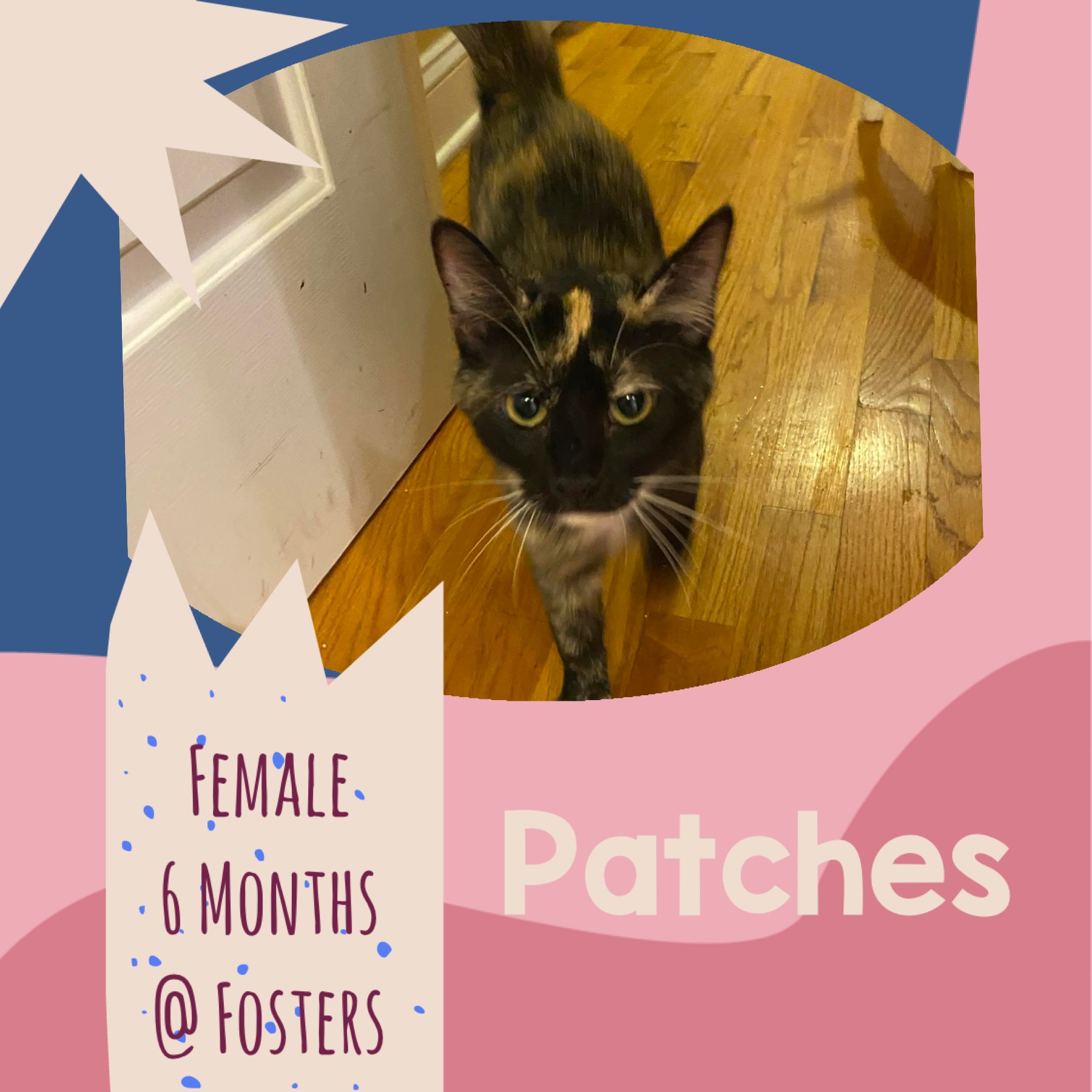 Patches, an adoptable Tortoiseshell in Elloree, SC, 29047 | Photo Image 1