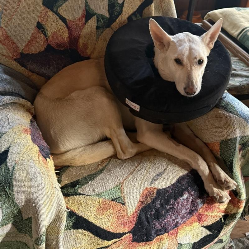 Angelina, a ADOPTABLE mixed breed in Incline Village, NV image 4/6