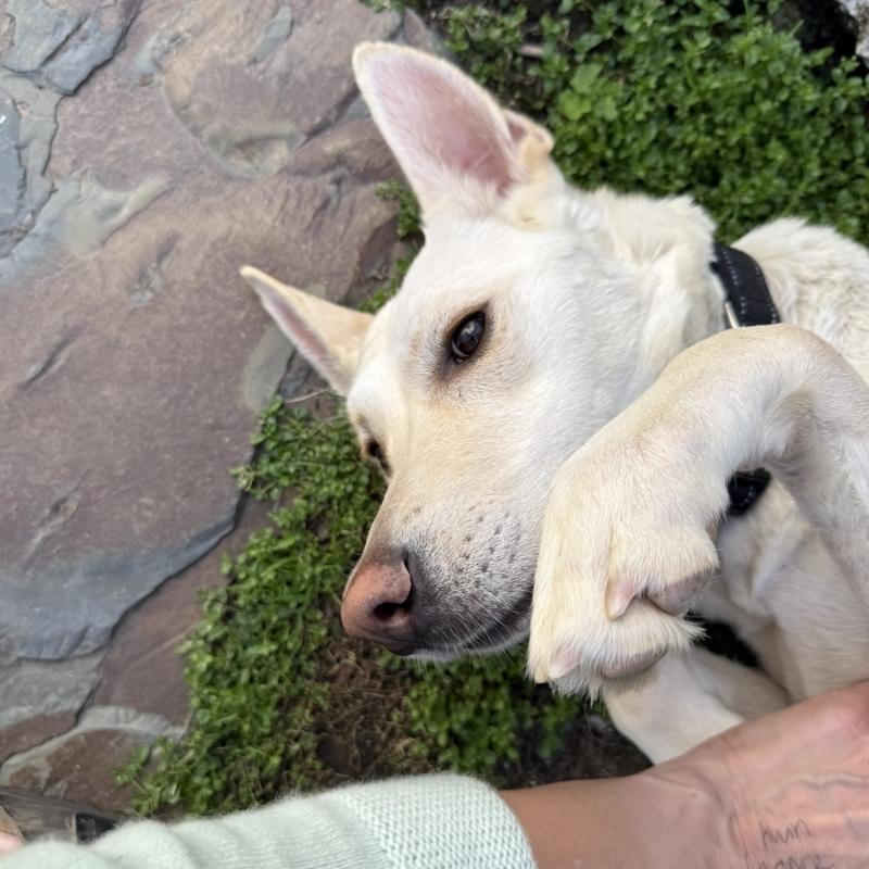 Angelina, a ADOPTABLE mixed breed in Incline Village, NV image 6/6