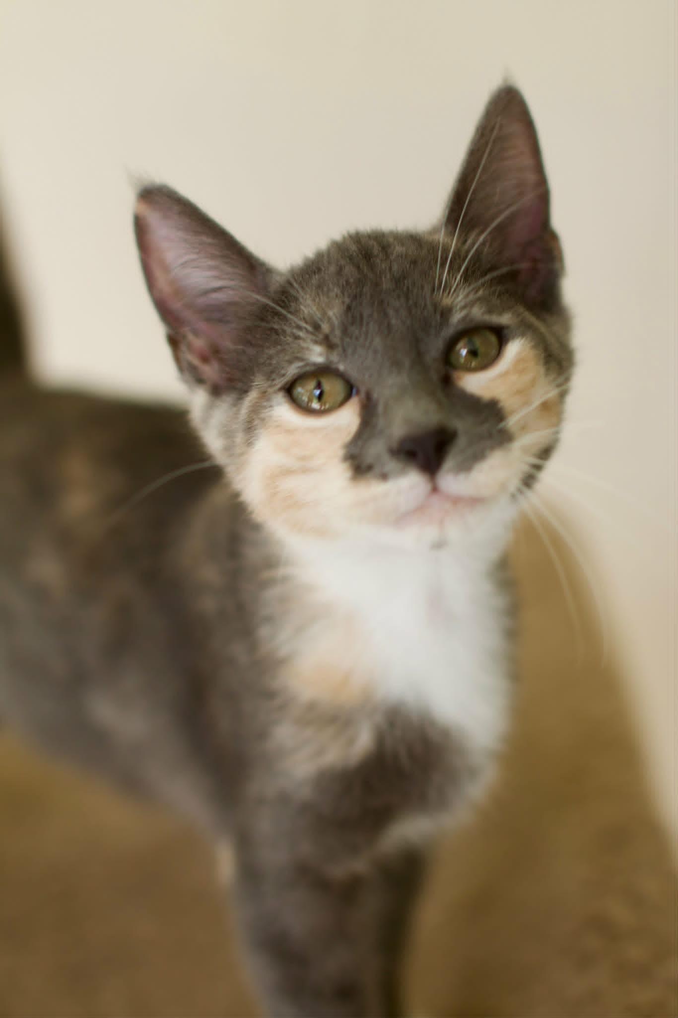 Indigo, a ADOPTABLE Domestic Short Hair in Umatilla, FL image 2/2