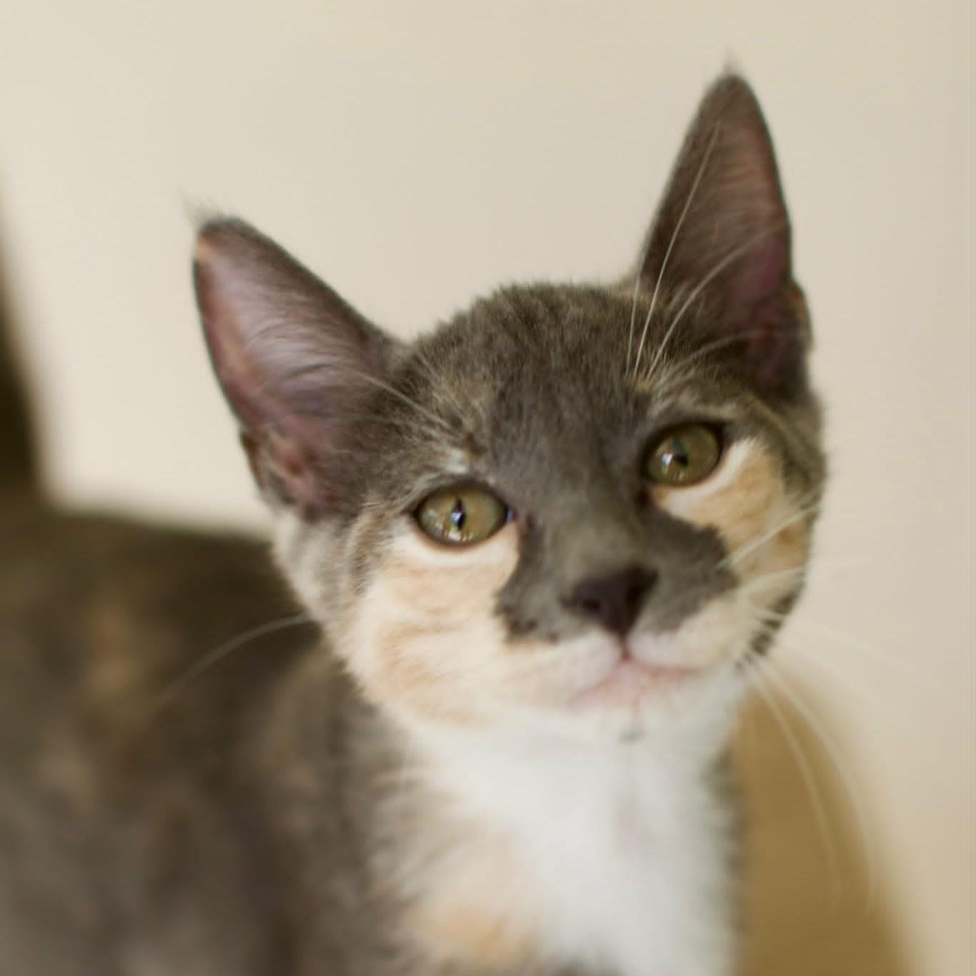 Indigo, ADOPTABLE, Kitten Female Domestic Short Hair.