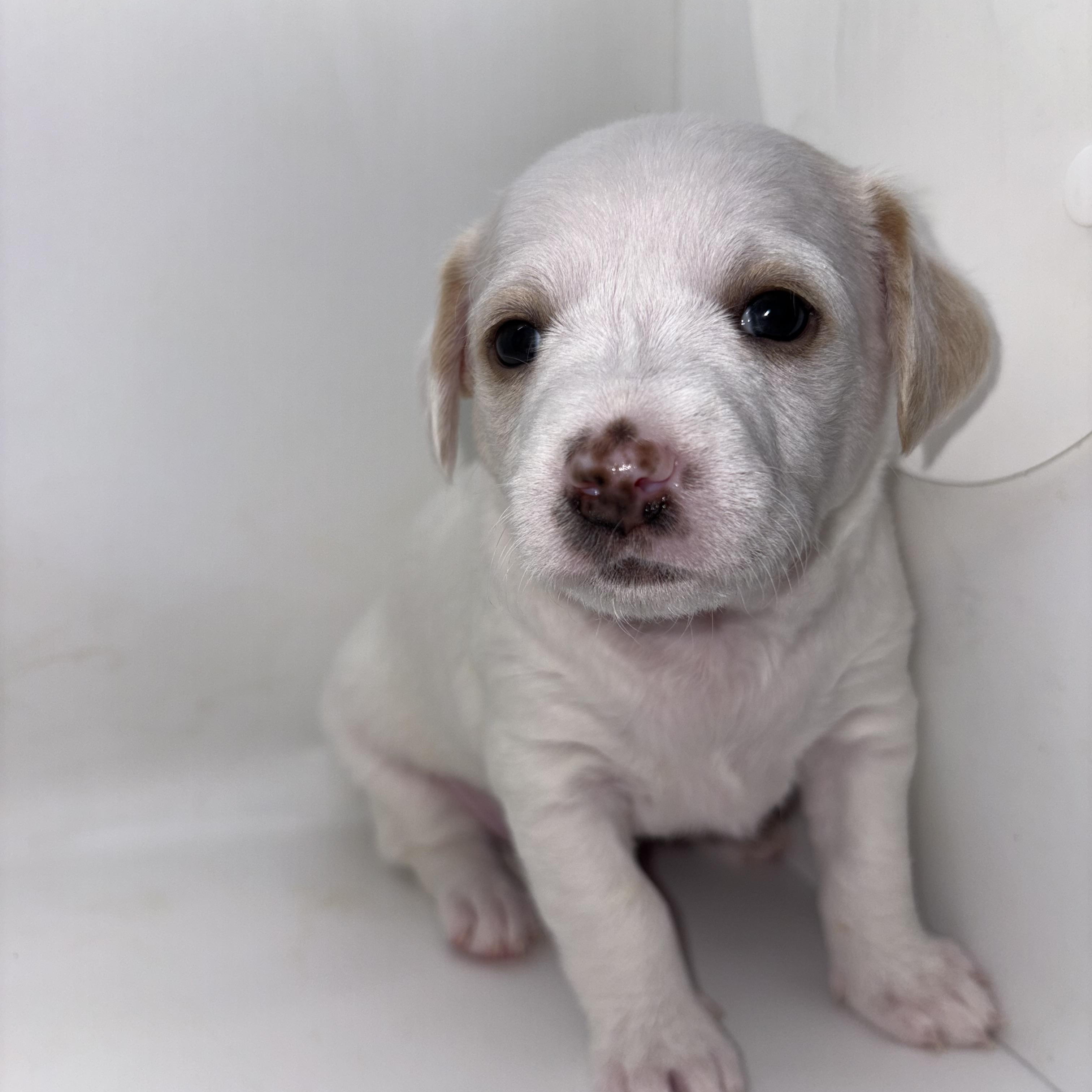 Duke, Adoptable, Puppy Male Miniature Poodle & Chihuahua.