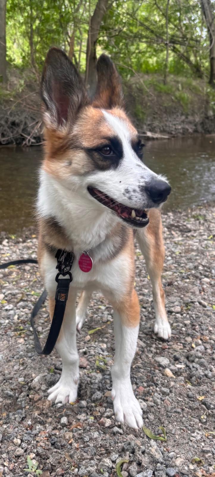 Enlarge Alice, a Adoptable mixed breed in North York, ON image 6/6
