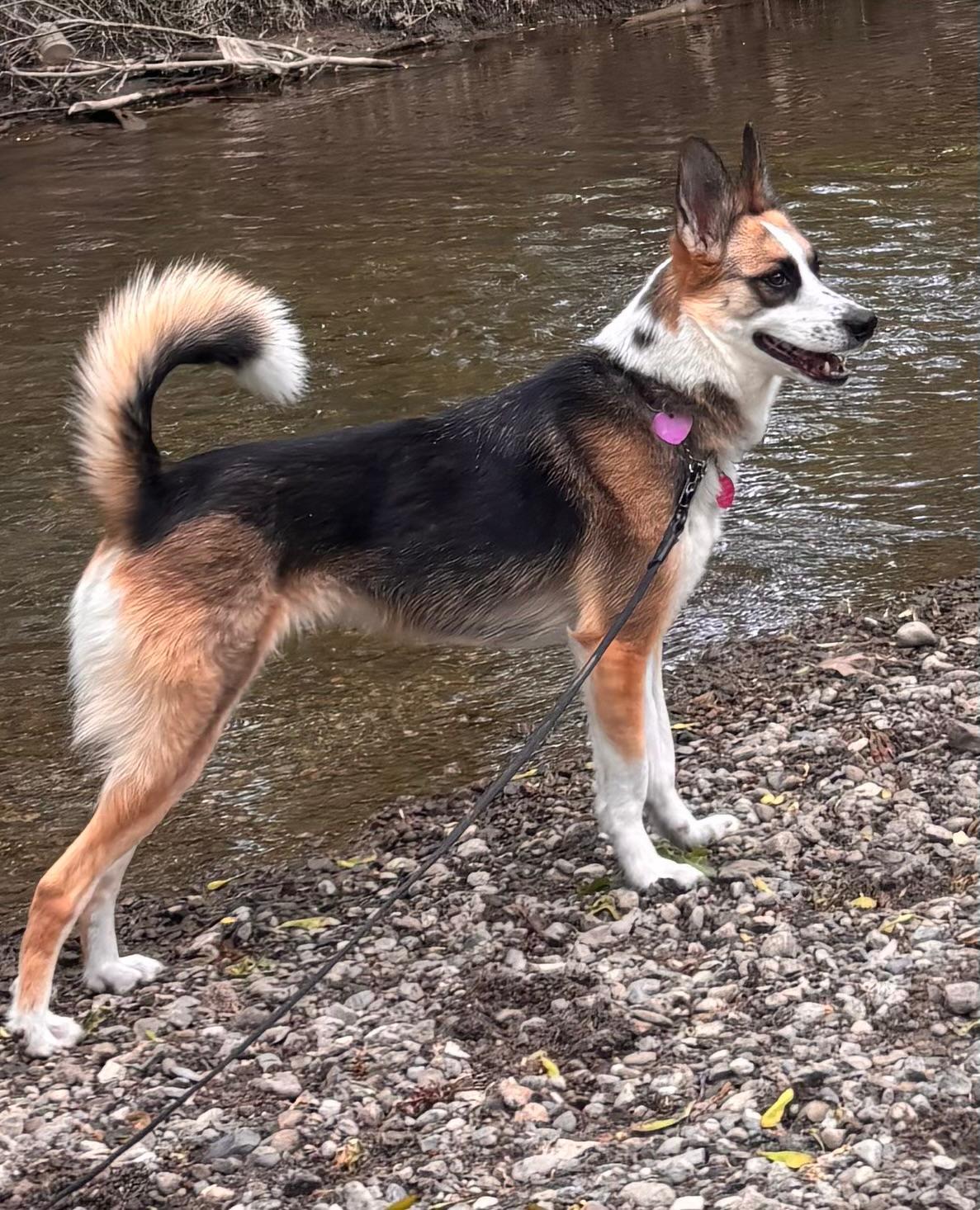 Alice, Adoptable, Young Female Mixed Breed.