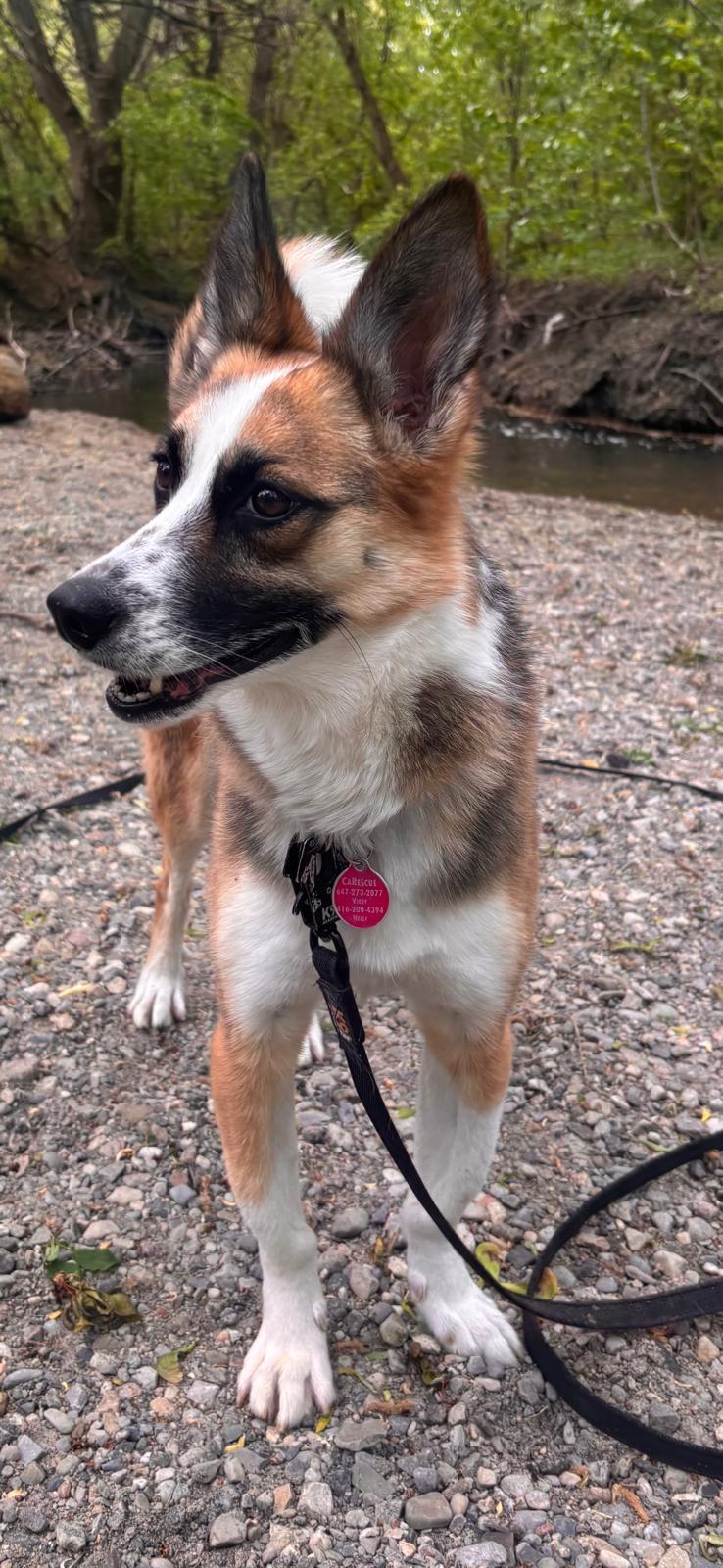 Enlarge Alice, a Adoptable mixed breed in North York, ON image 4/6