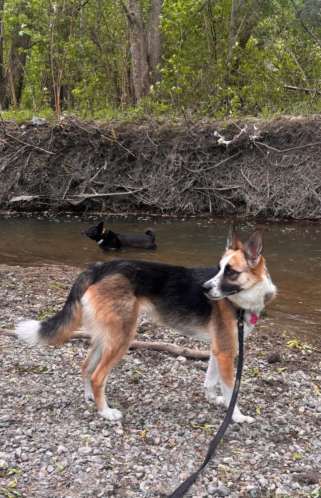 Enlarge Alice, a Adoptable mixed breed in North York, ON image 5/6