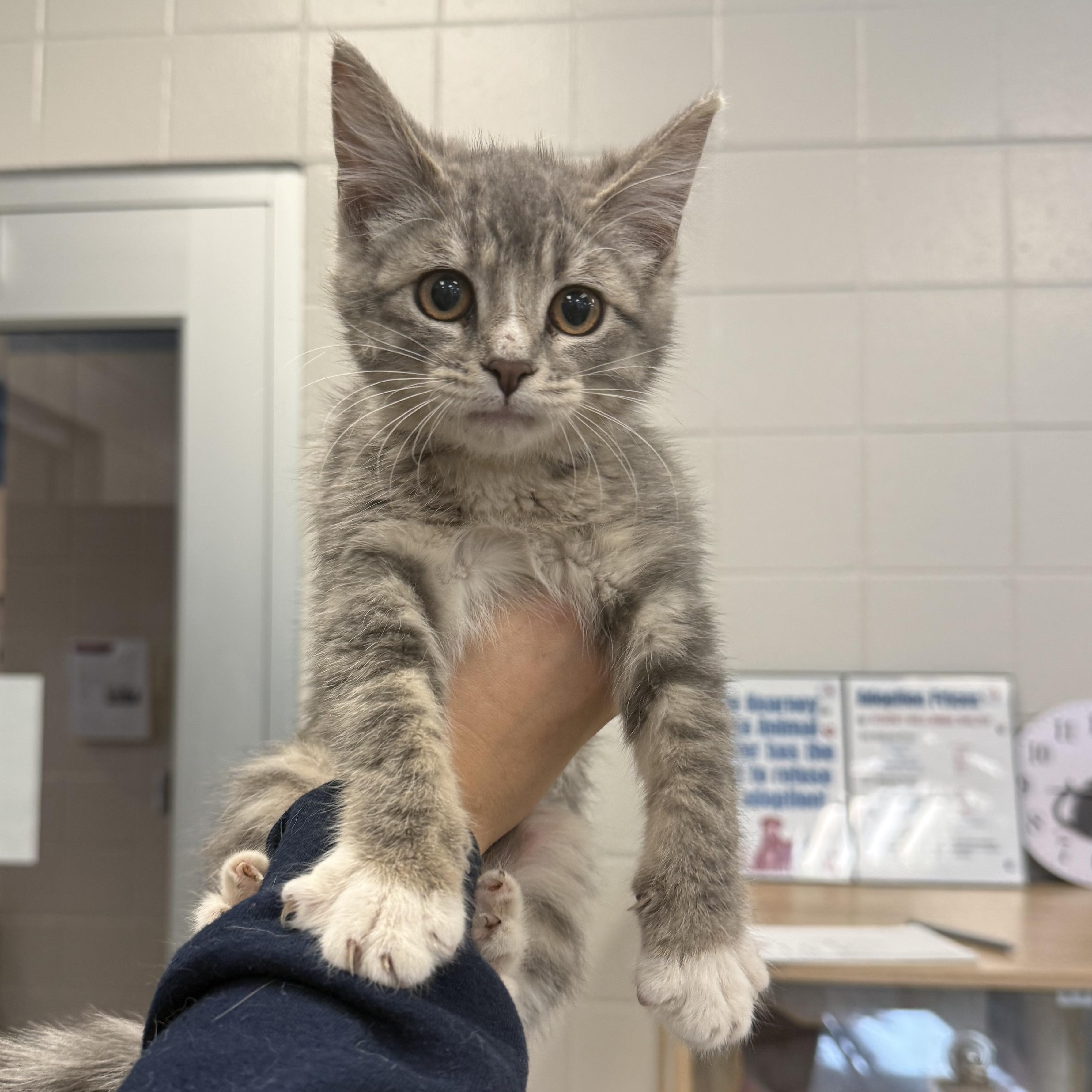 Celeste, adopted, Kitten Female Domestic Short Hair.