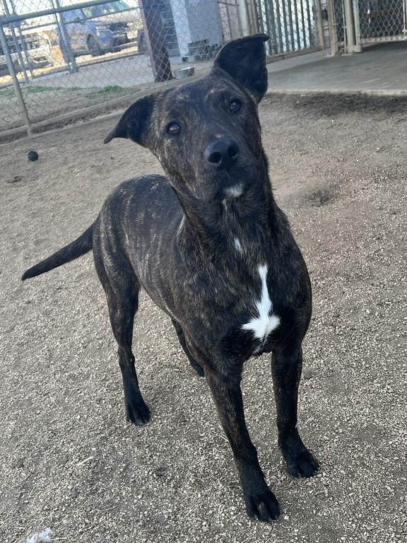 Enlarge Lily, a ADOPTABLE mixed breed in Granbury, TX image 2/2