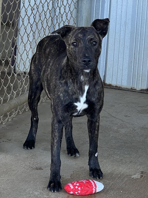Lily, ADOPTABLE, Young Female Pit Bull Terrier.