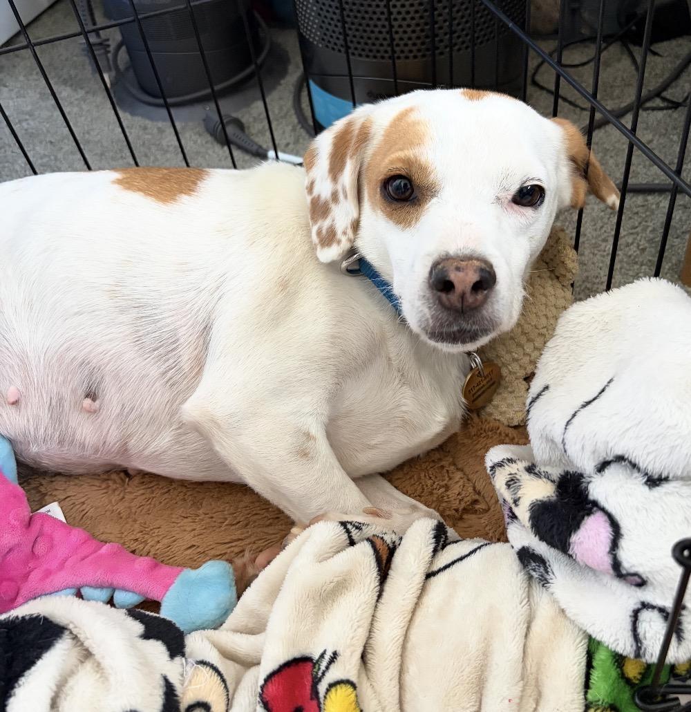 Latte- Calling all kind ladies, Adoptable, Adult Female Beagle.