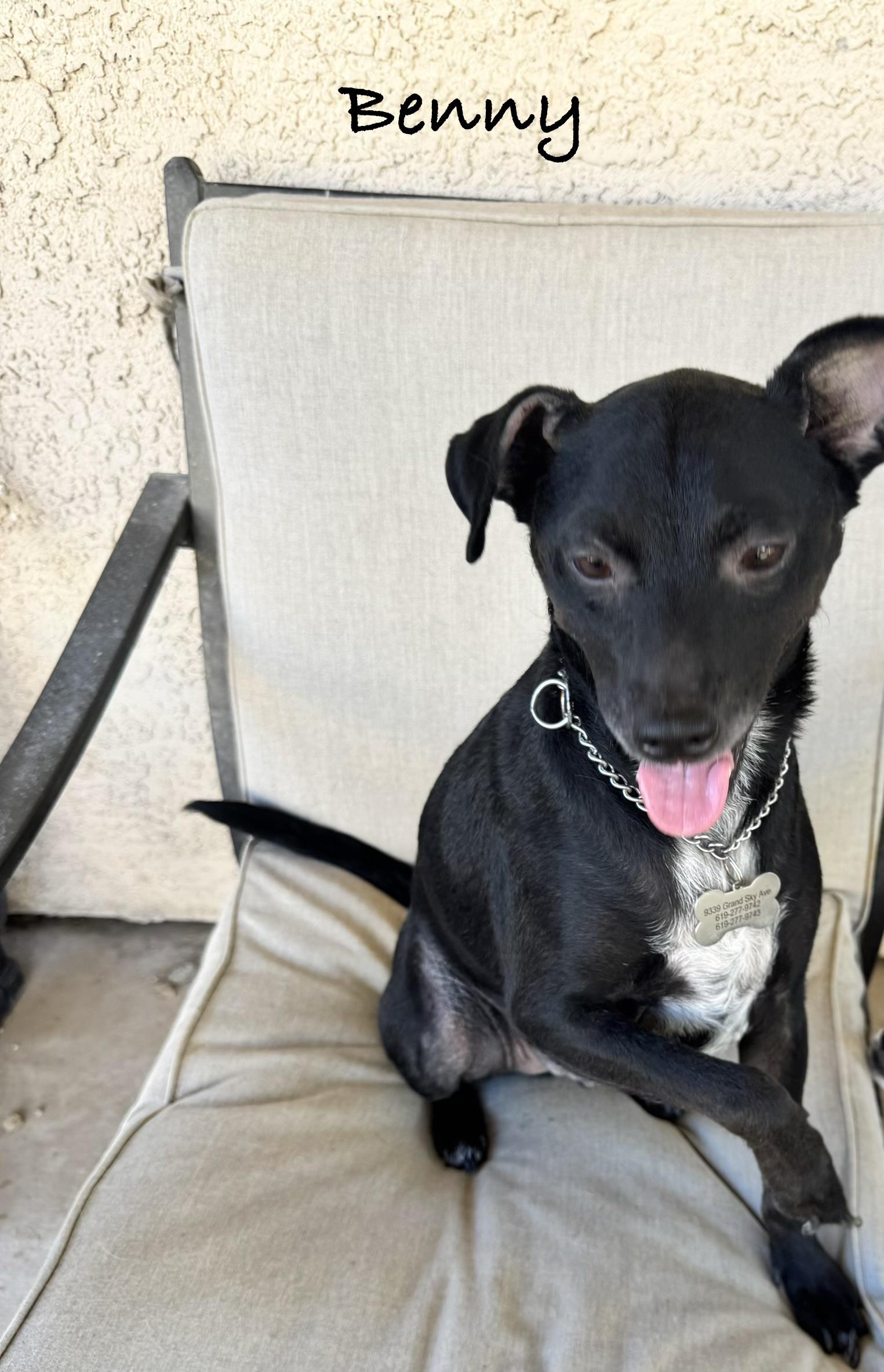 Enlarge Benny Bean, a Adoptable mixed breed in Las Vegas, NV image 1/1