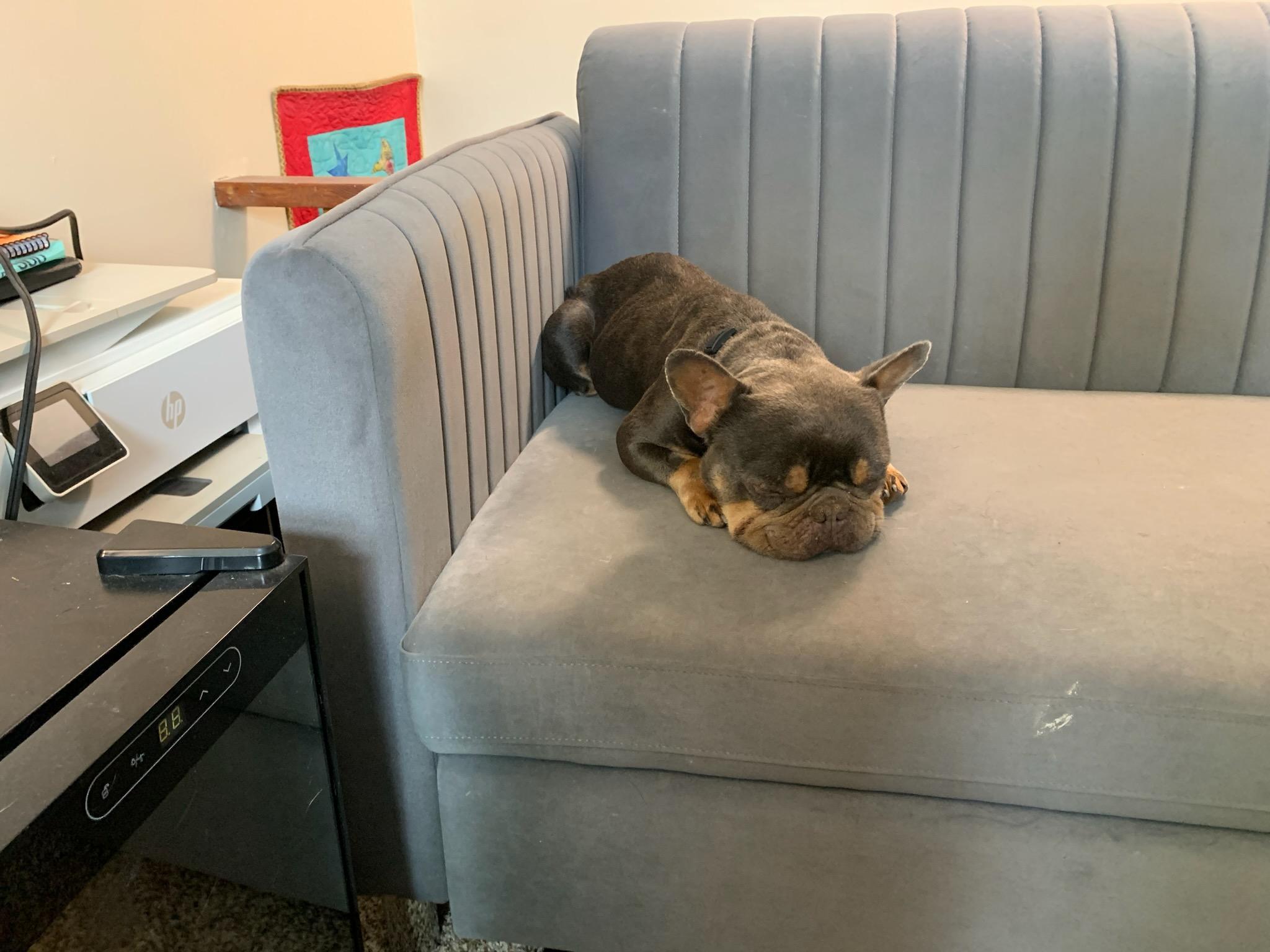 Enlarge Cadbury, an adoptable French Bulldog in Folsom, CA image 6/6