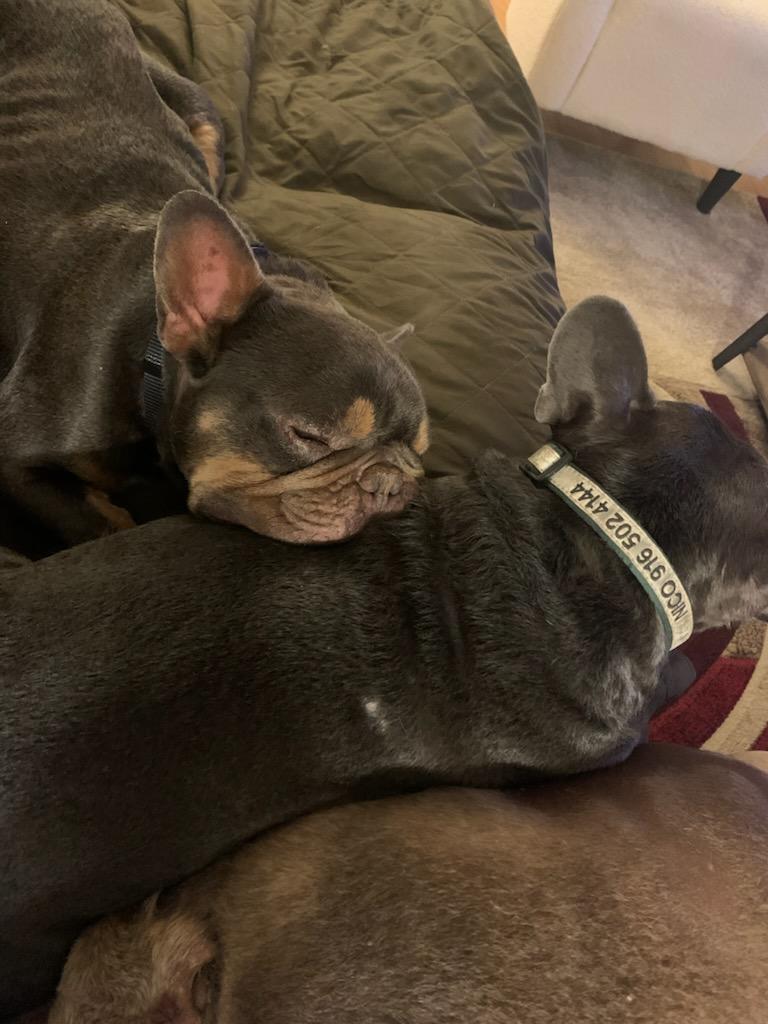 Enlarge Cadbury, an adoptable French Bulldog in Folsom, CA image 5/6