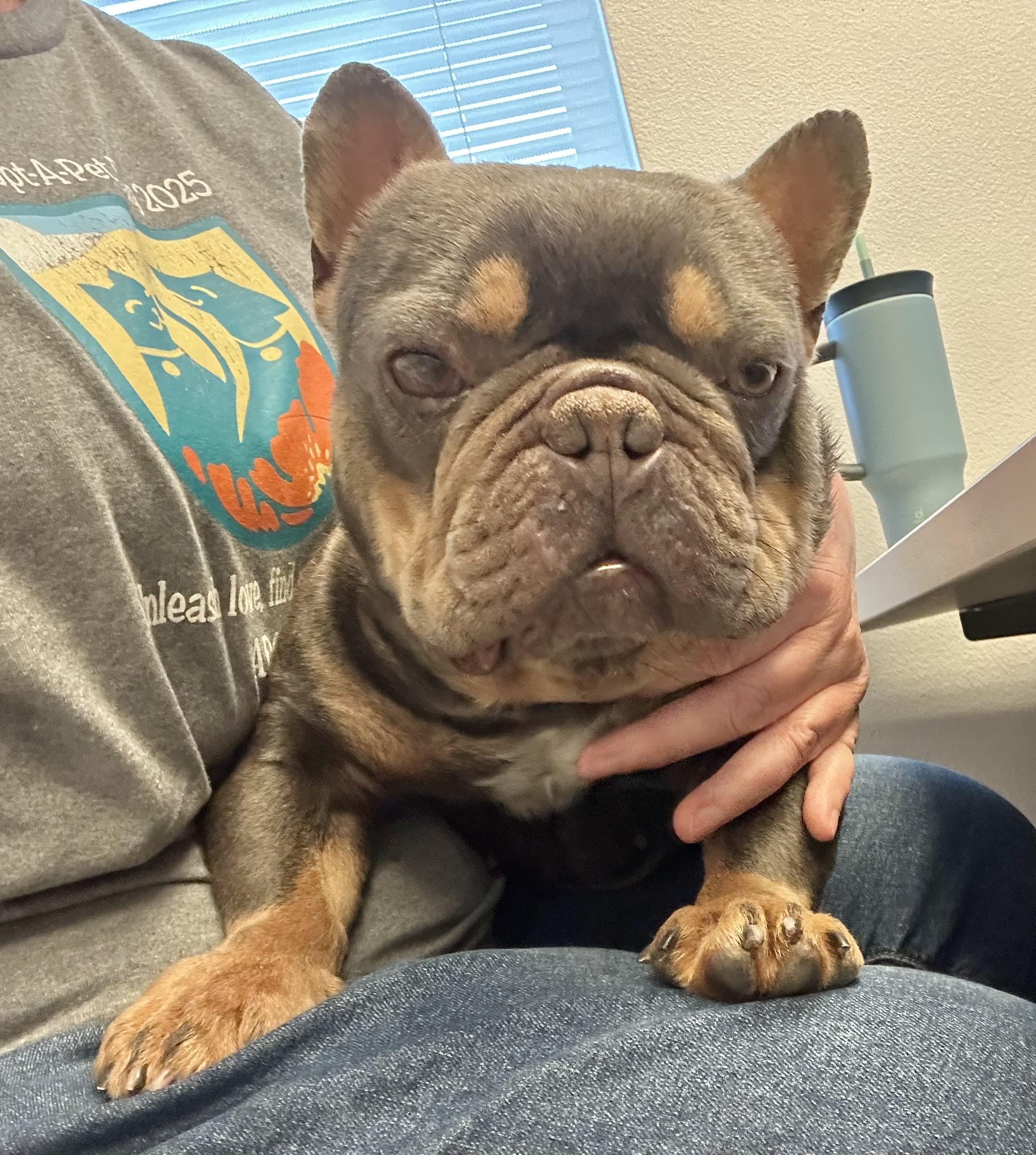 Enlarge Cadbury, an adoptable French Bulldog in Folsom, CA image 2/6
