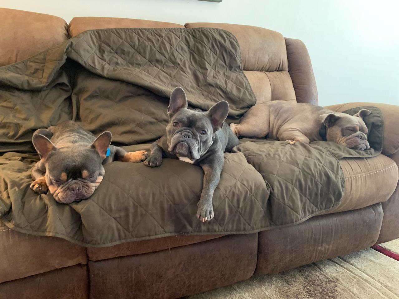 Enlarge Cadbury, an adoptable French Bulldog in Folsom, CA image 3/6