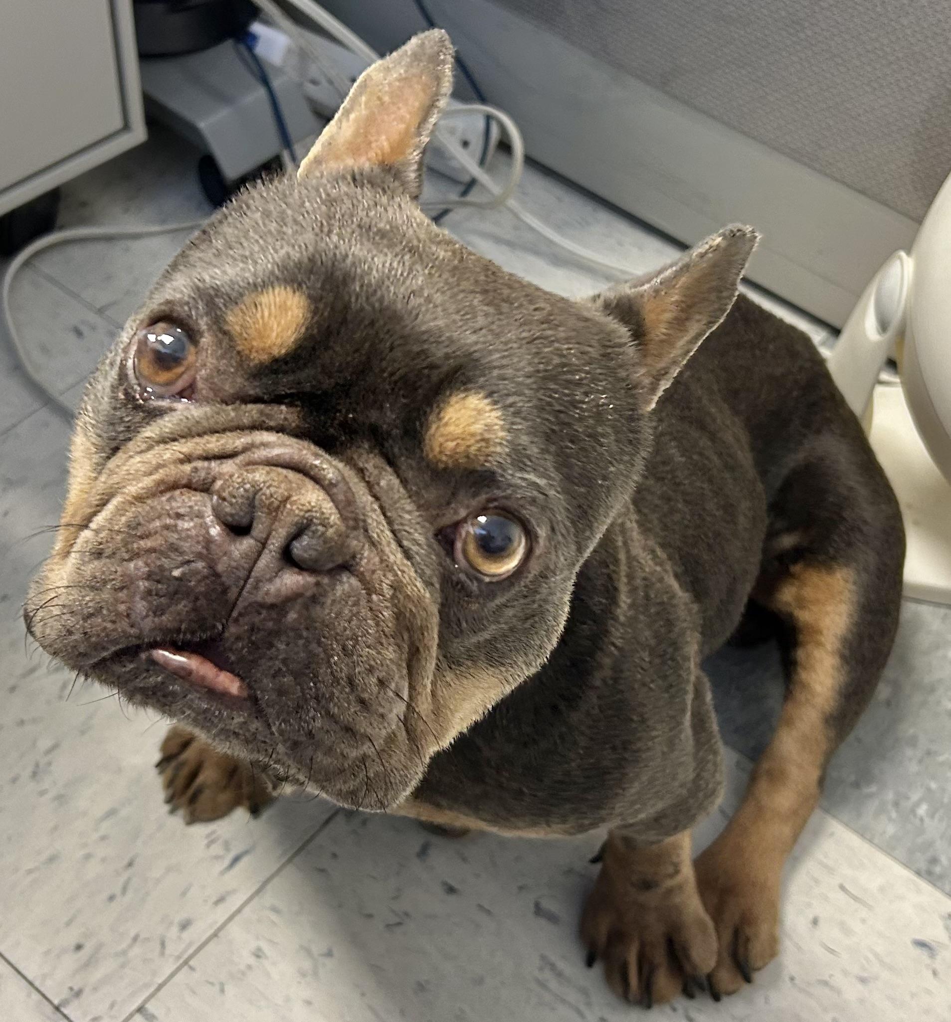 Enlarge Cadbury, an adoptable French Bulldog in Folsom, CA image 4/6